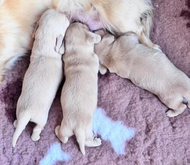 Dna colour tested true cream pups Miniature Dachsh image 7
