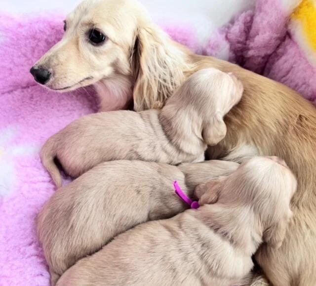 Dna colour tested true cream pups Miniature Dachsh image 8