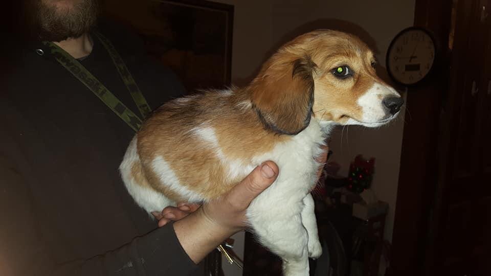 Meet Tracey 🐾💕  Tracey is a beautiful female Dac image 1