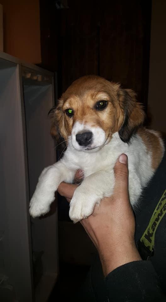 Meet Tracey 🐾💕  Tracey is a beautiful female Dac image 2