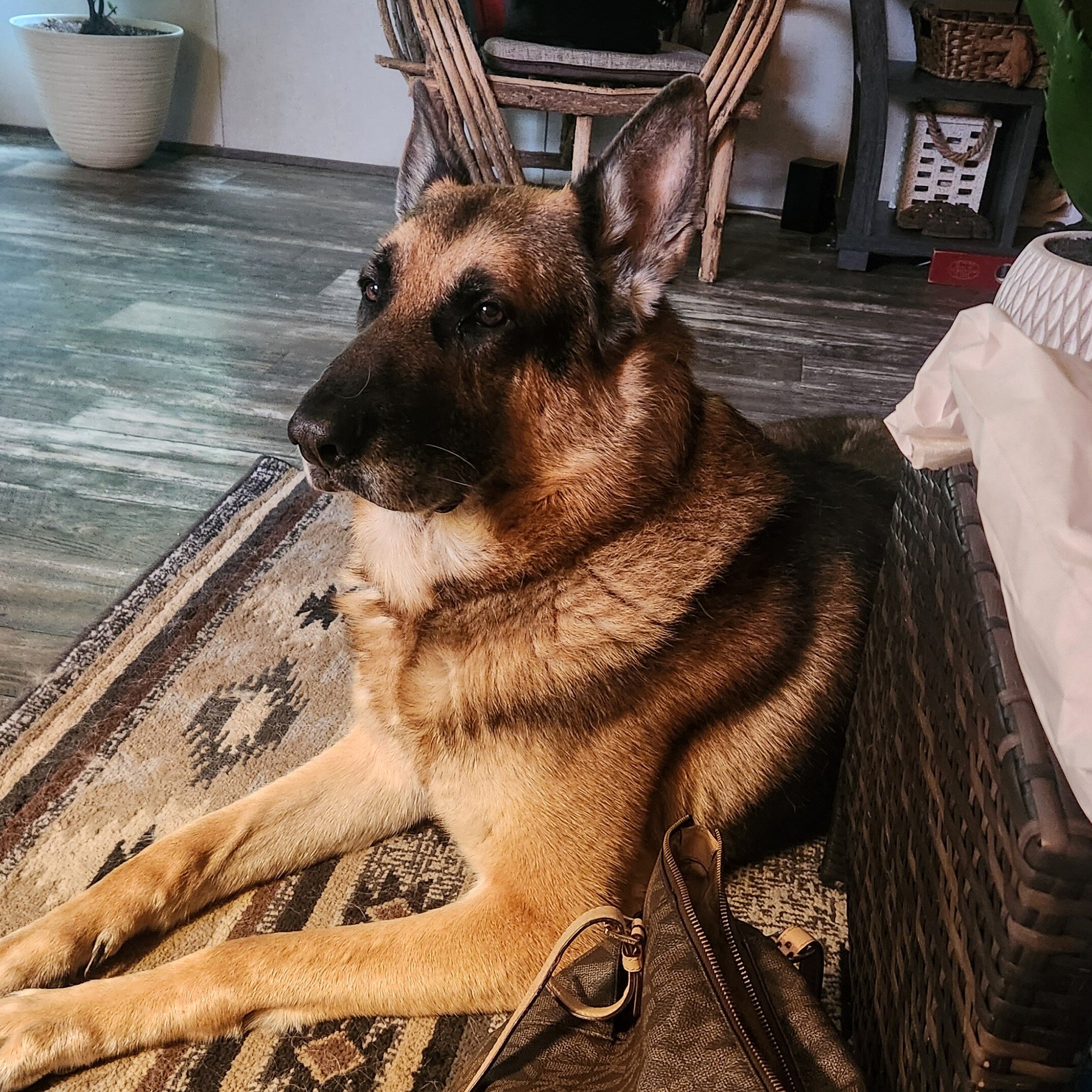 AKC German Shepherd Puppies image 5