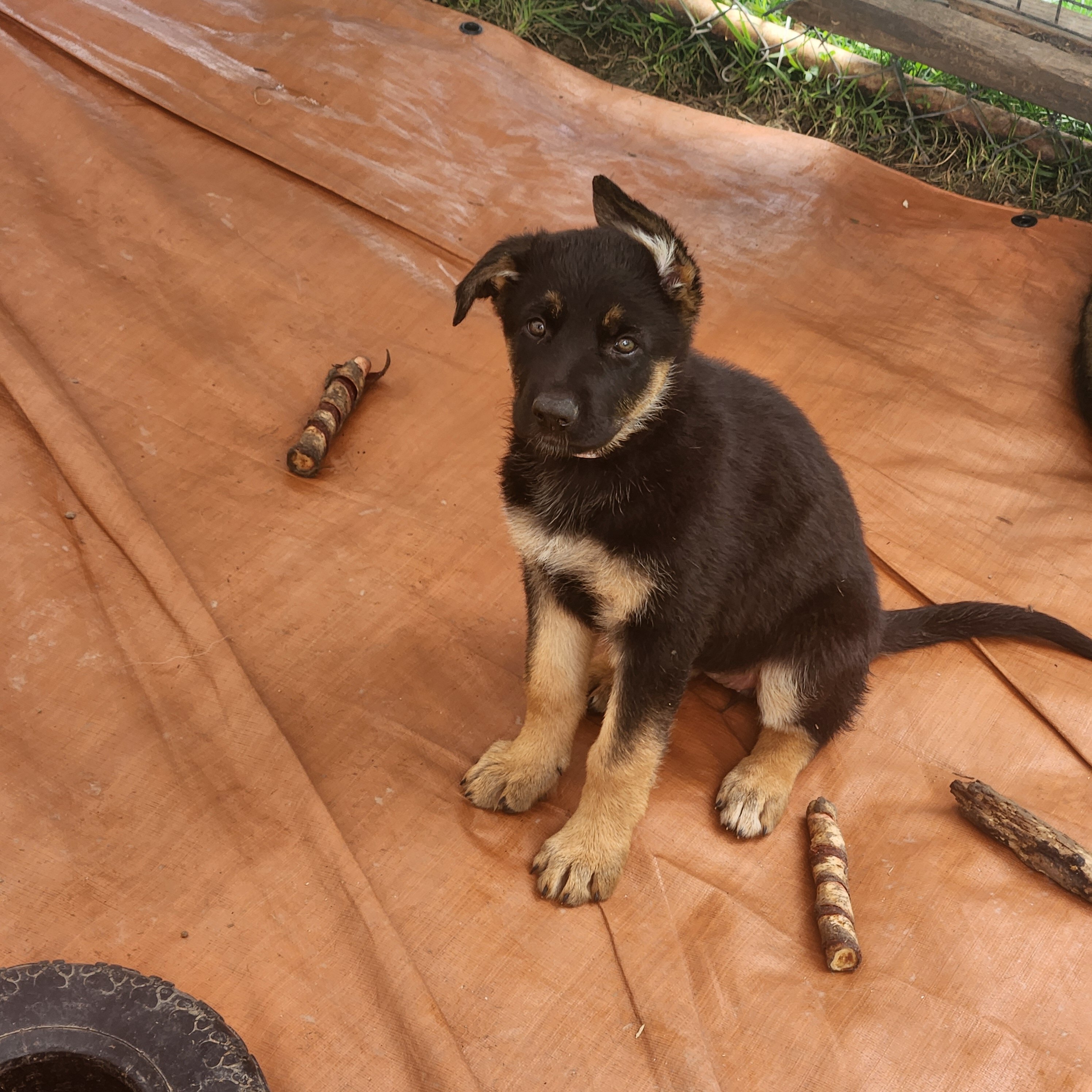 AKC German Shepherd Puppies image 4
