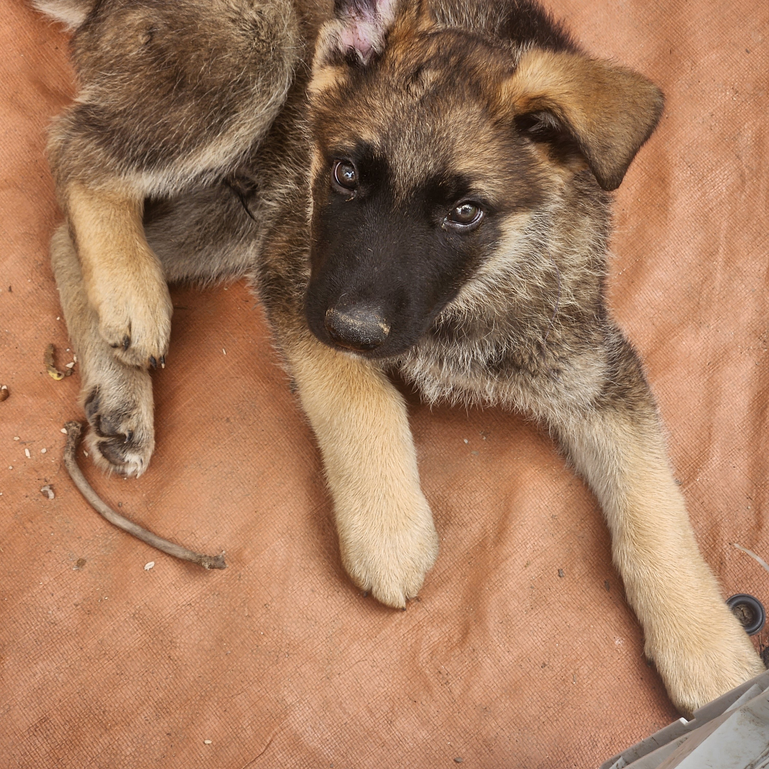 AKC German Shepherd Puppies image 3