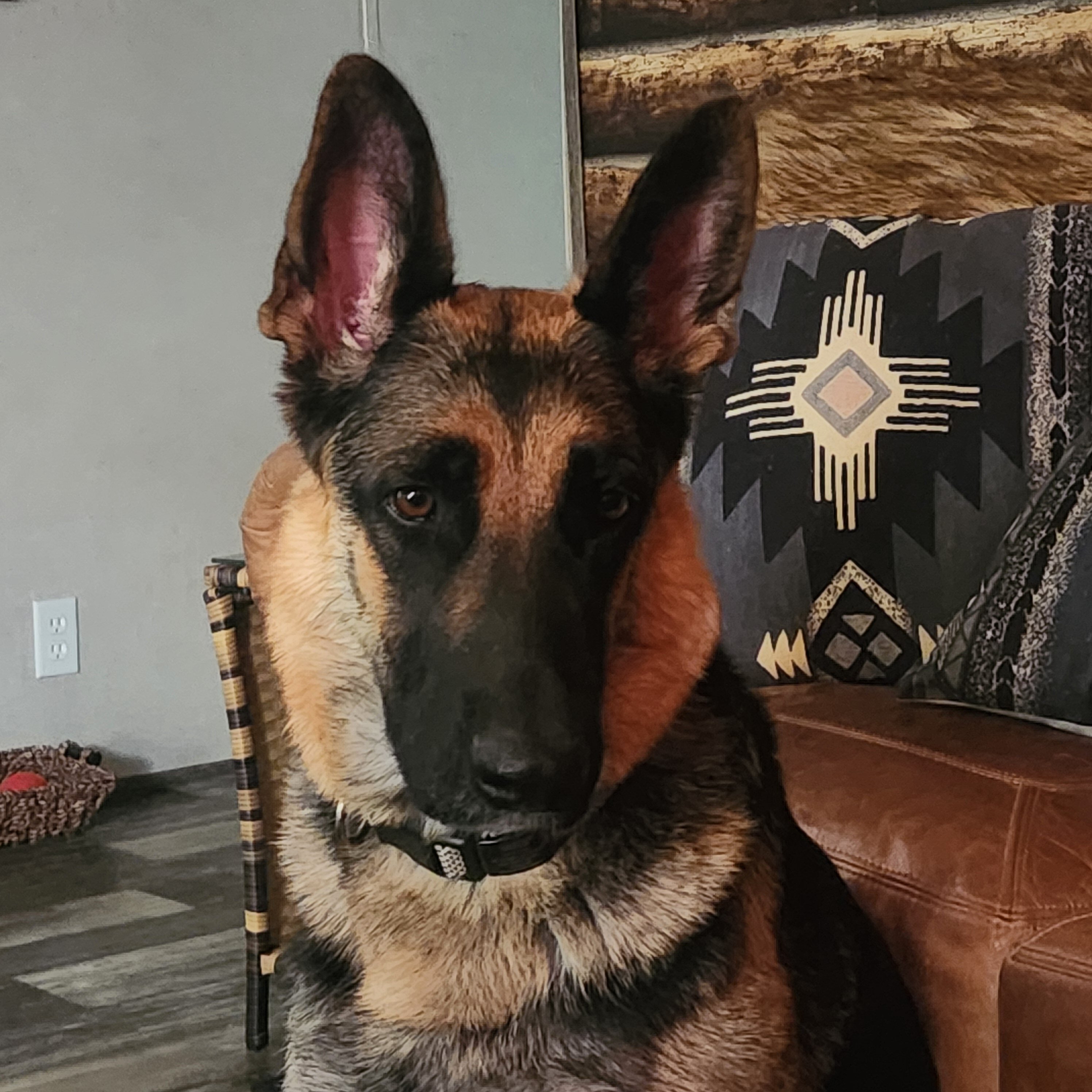AKC German Shepherd Puppies image 6