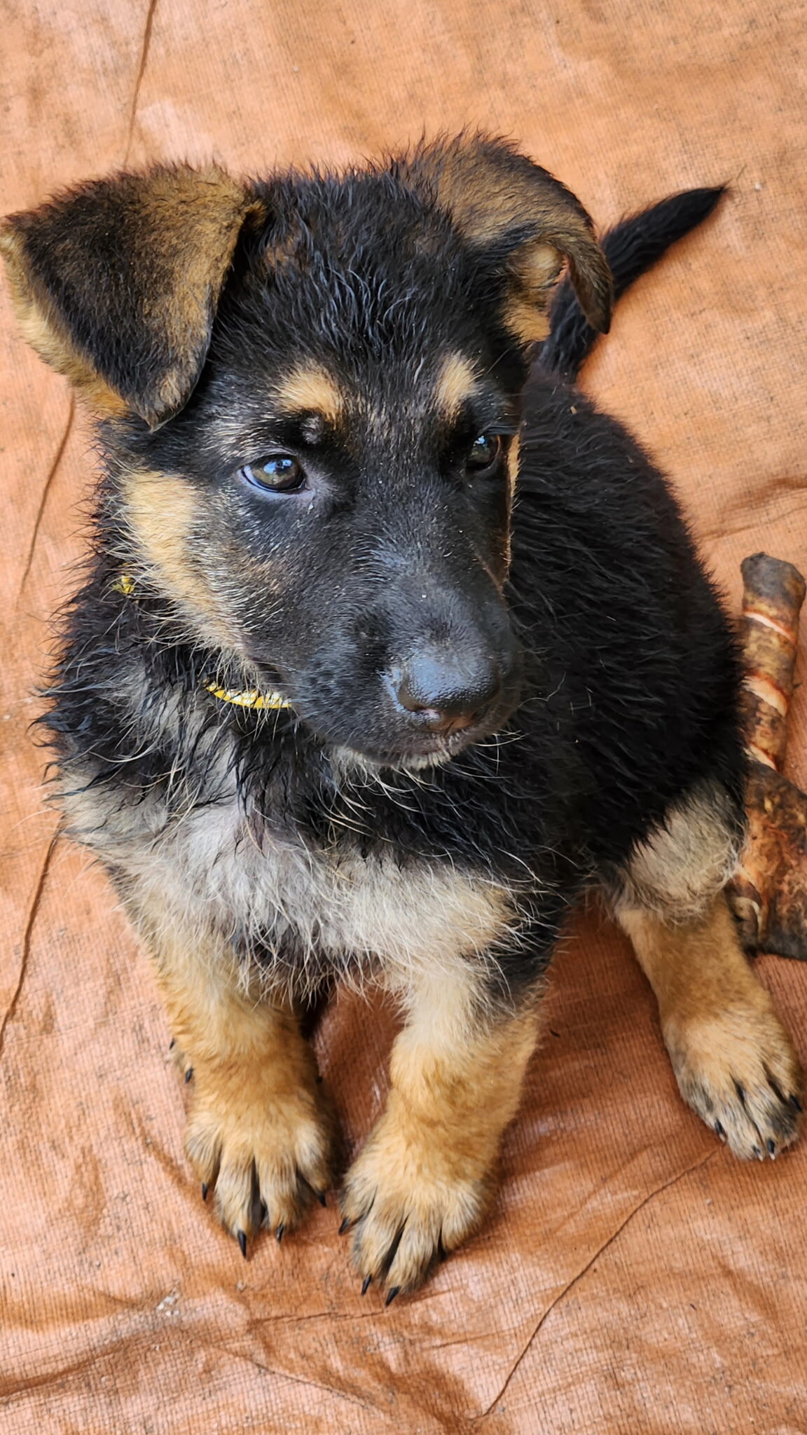 AKC German Shepherd Puppies image 1