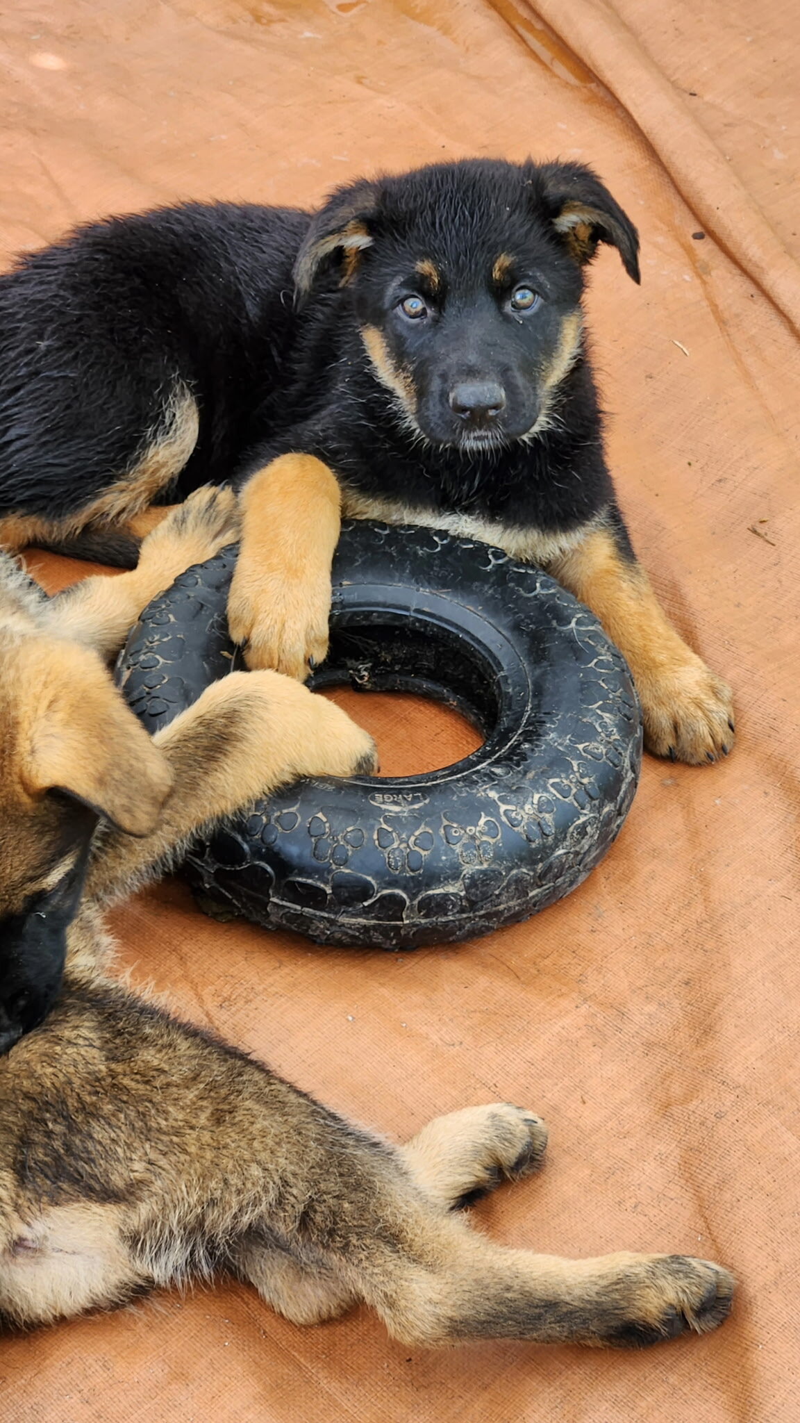 AKC German Shepherd Puppies image 2