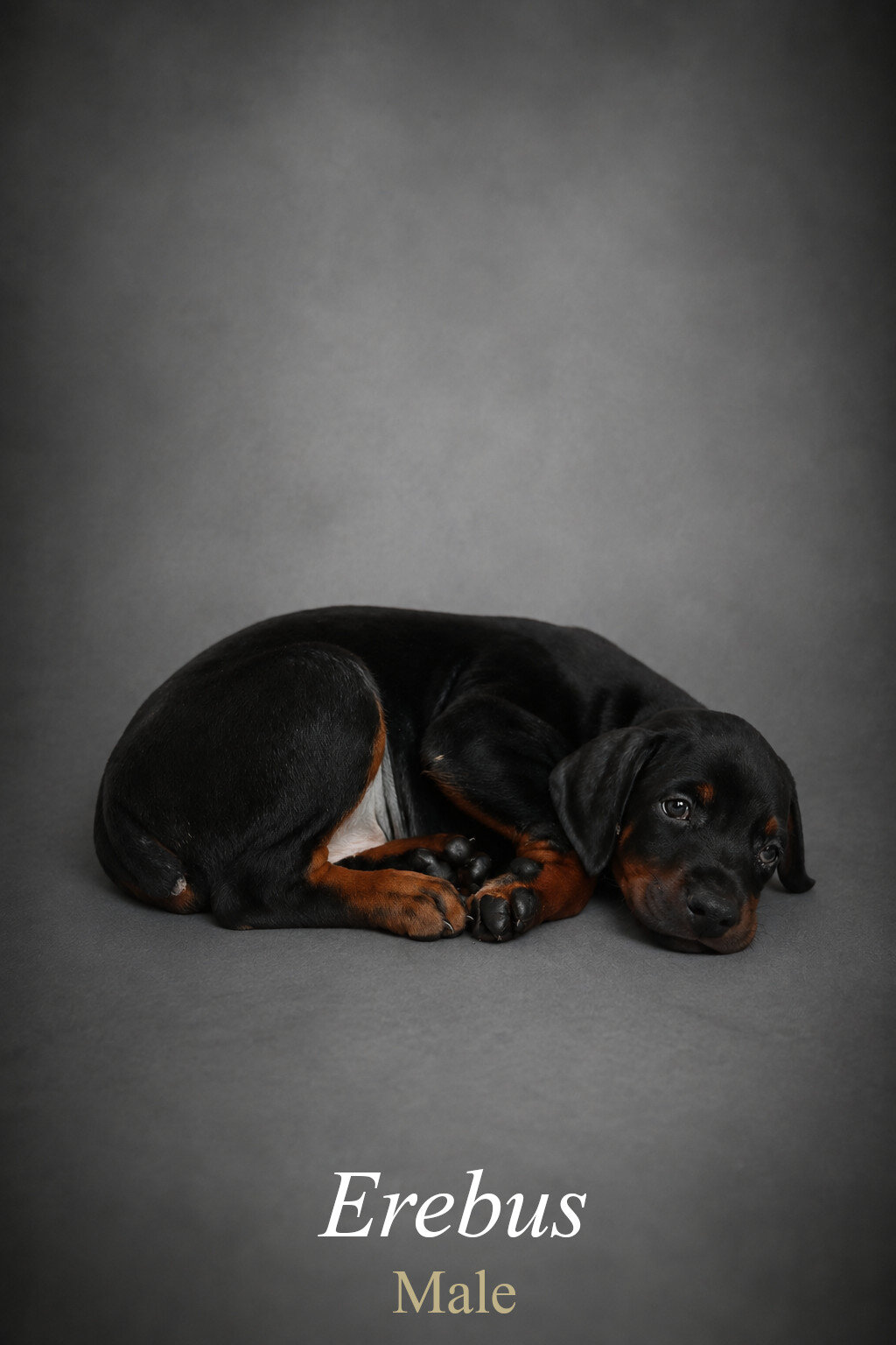 AKC Registered European Doberman Puppy image 2