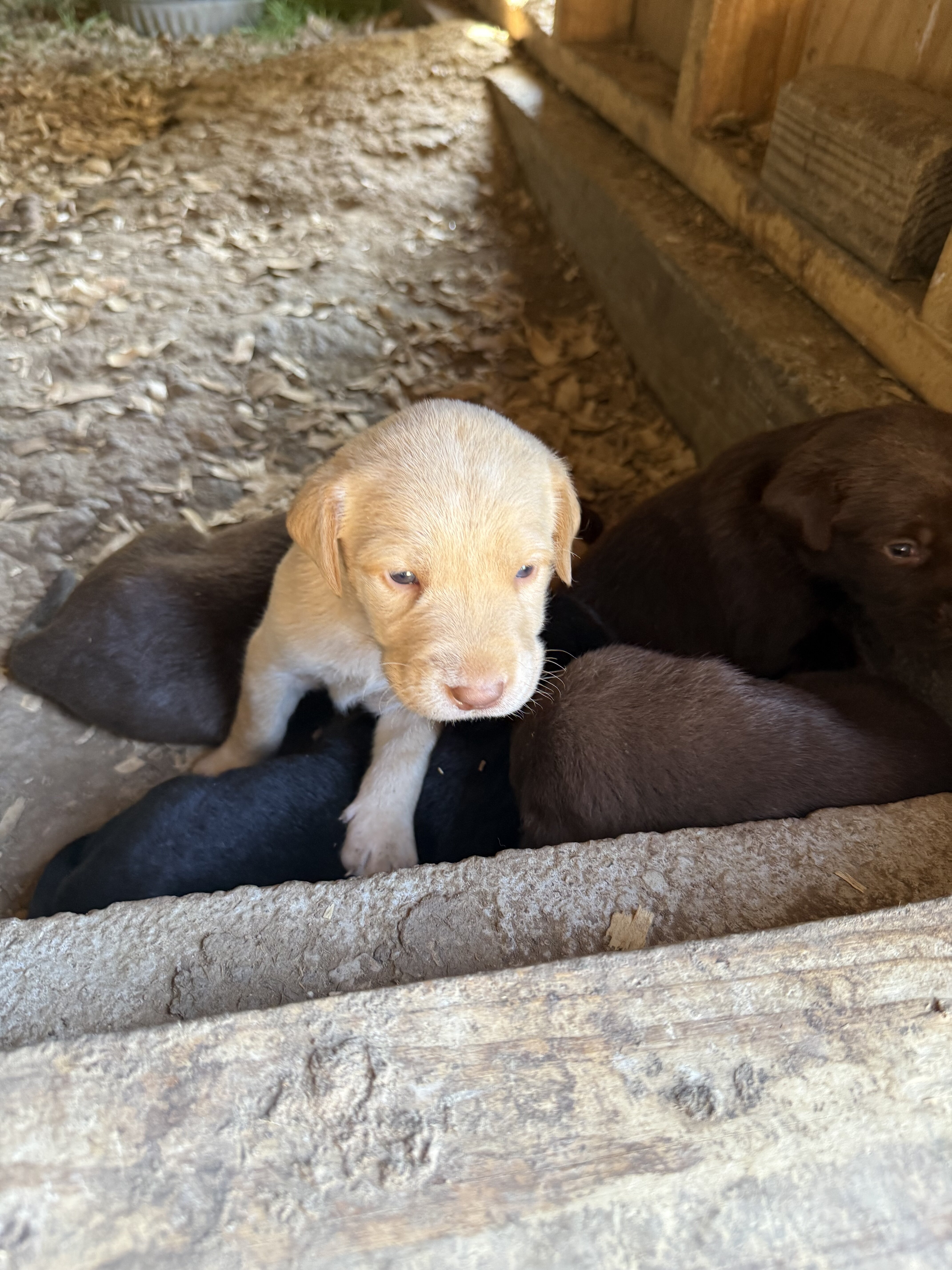 AKC Labrador Retriever image 4