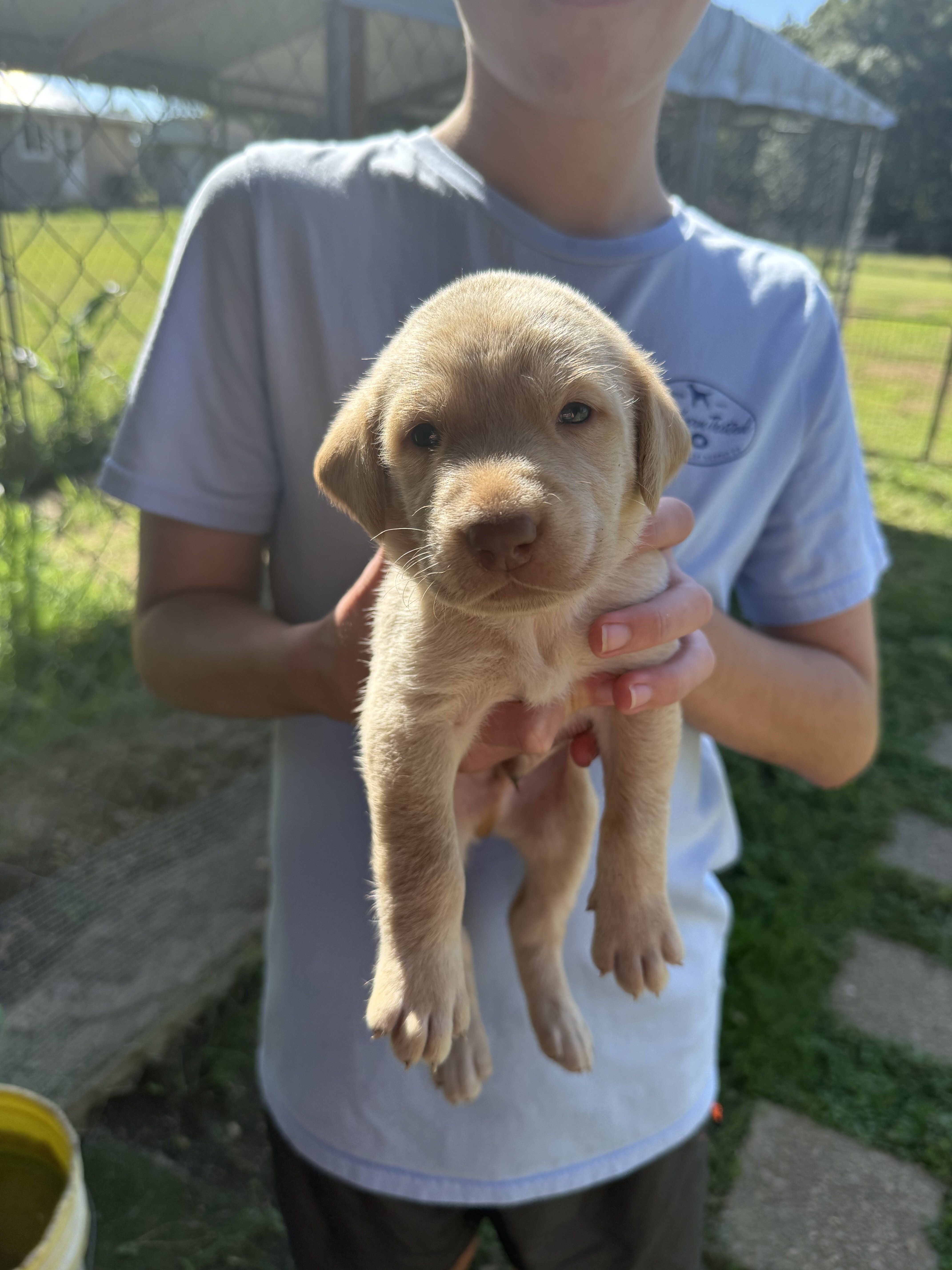 AKC Labrador Retriever image 3