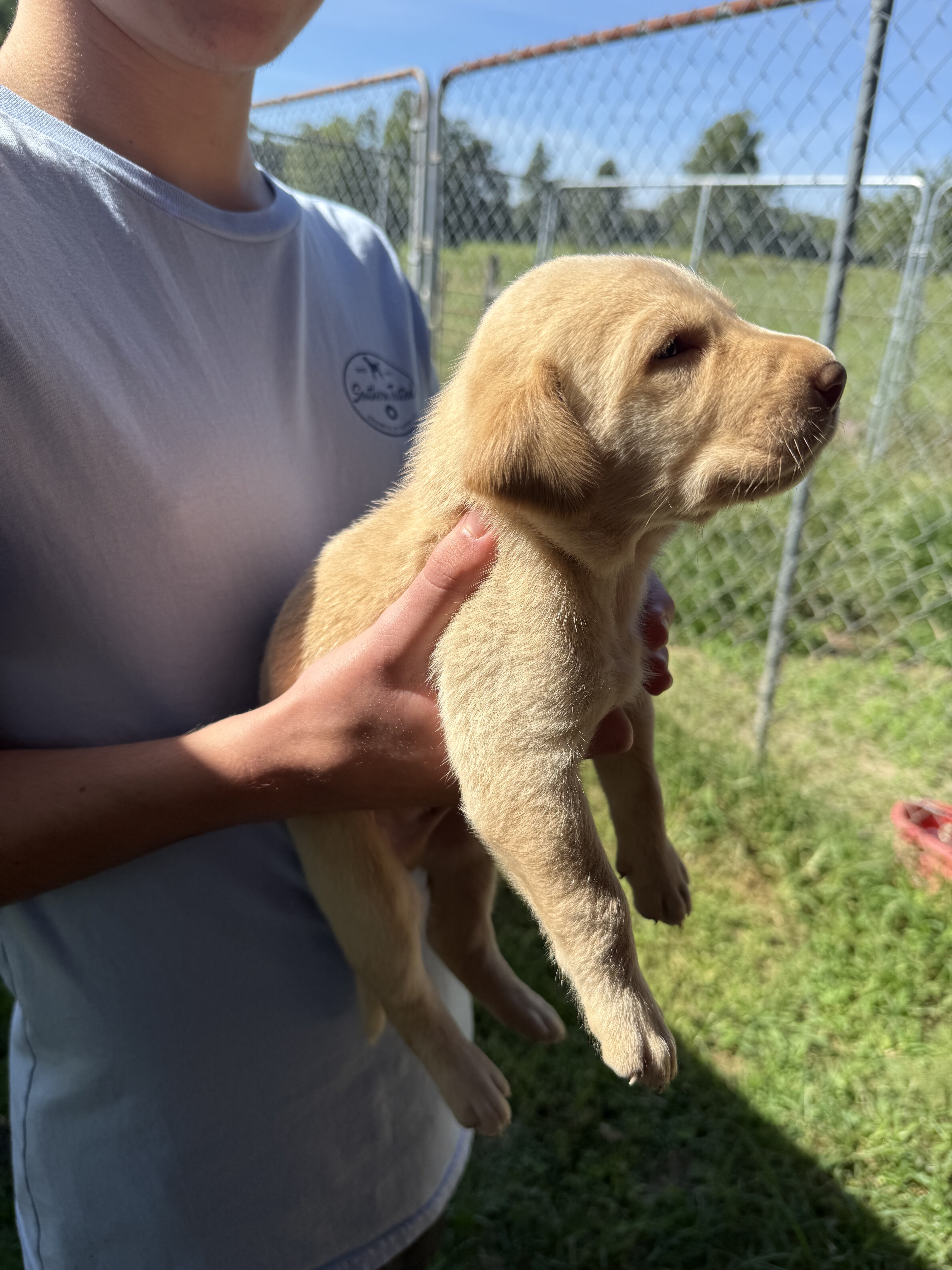 AKC Labrador Retriever image 2