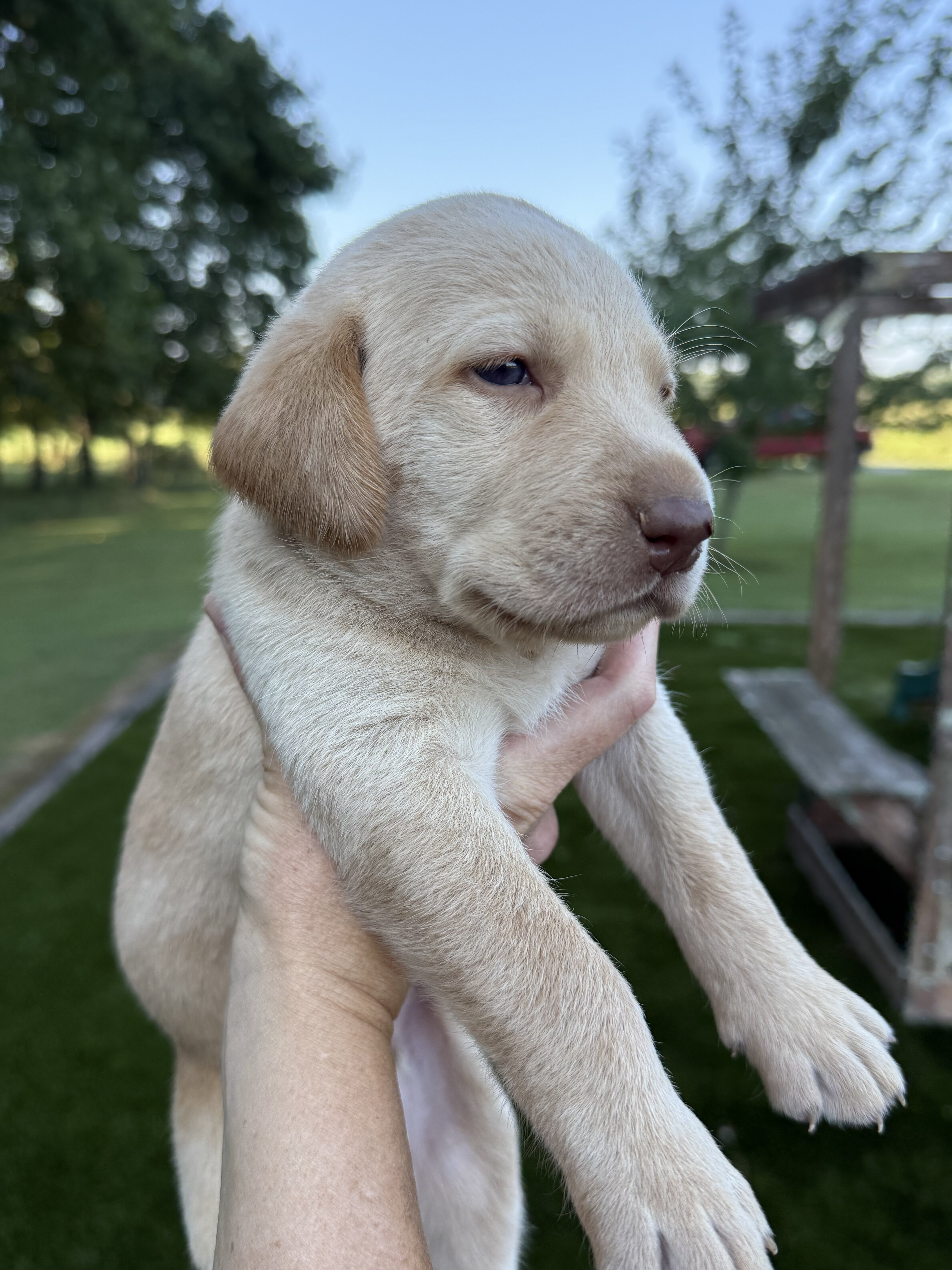 AKC Labrador Retriever image 1