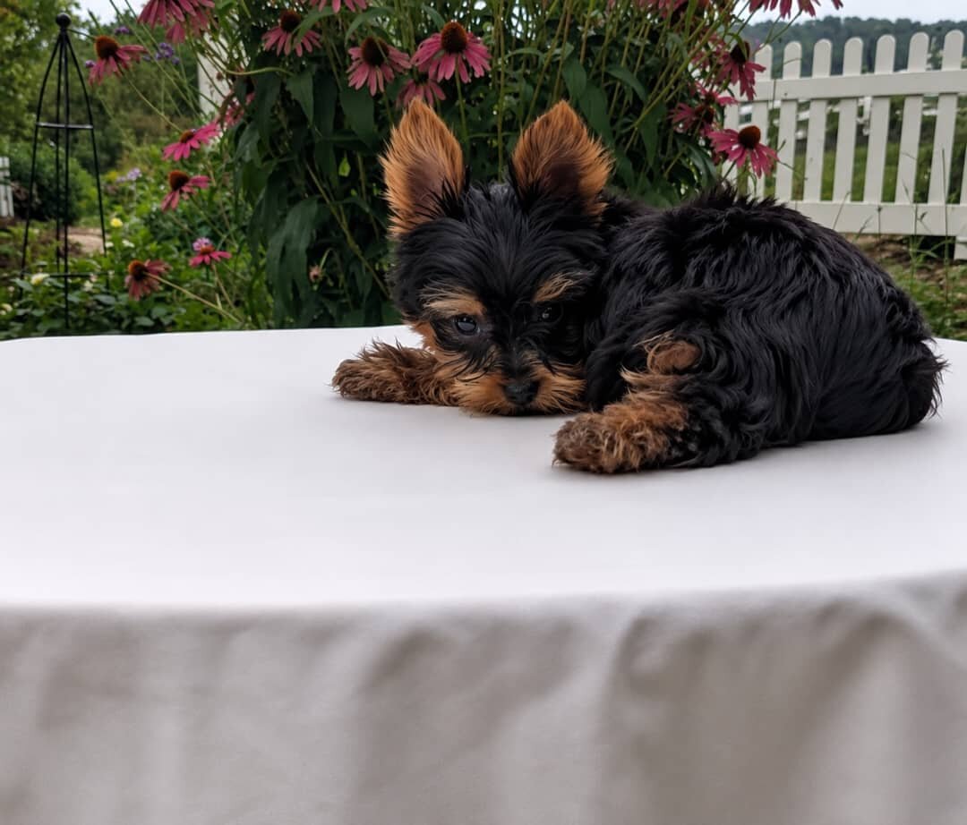Tesla AKC image 2