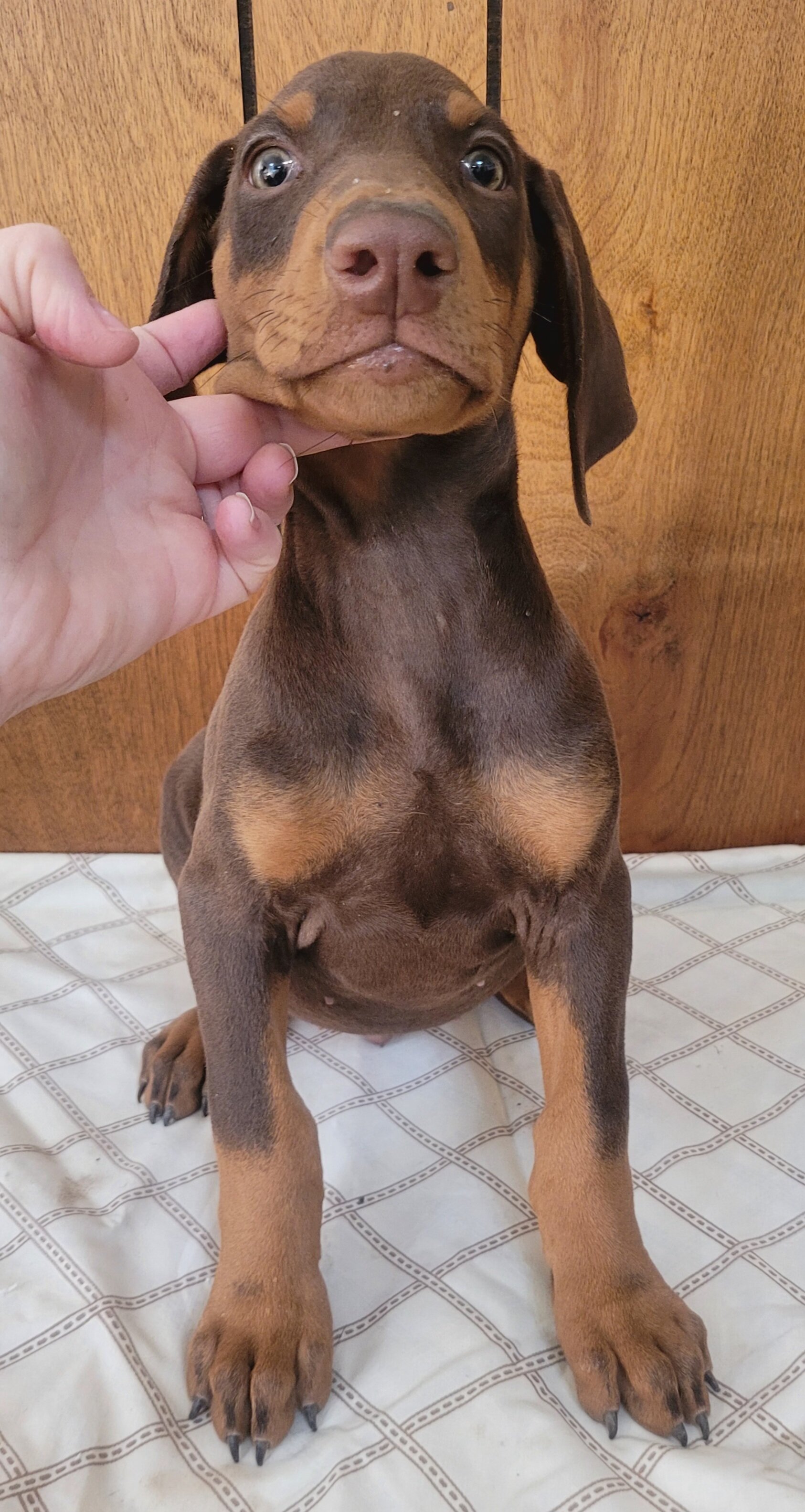 Doberman image 3