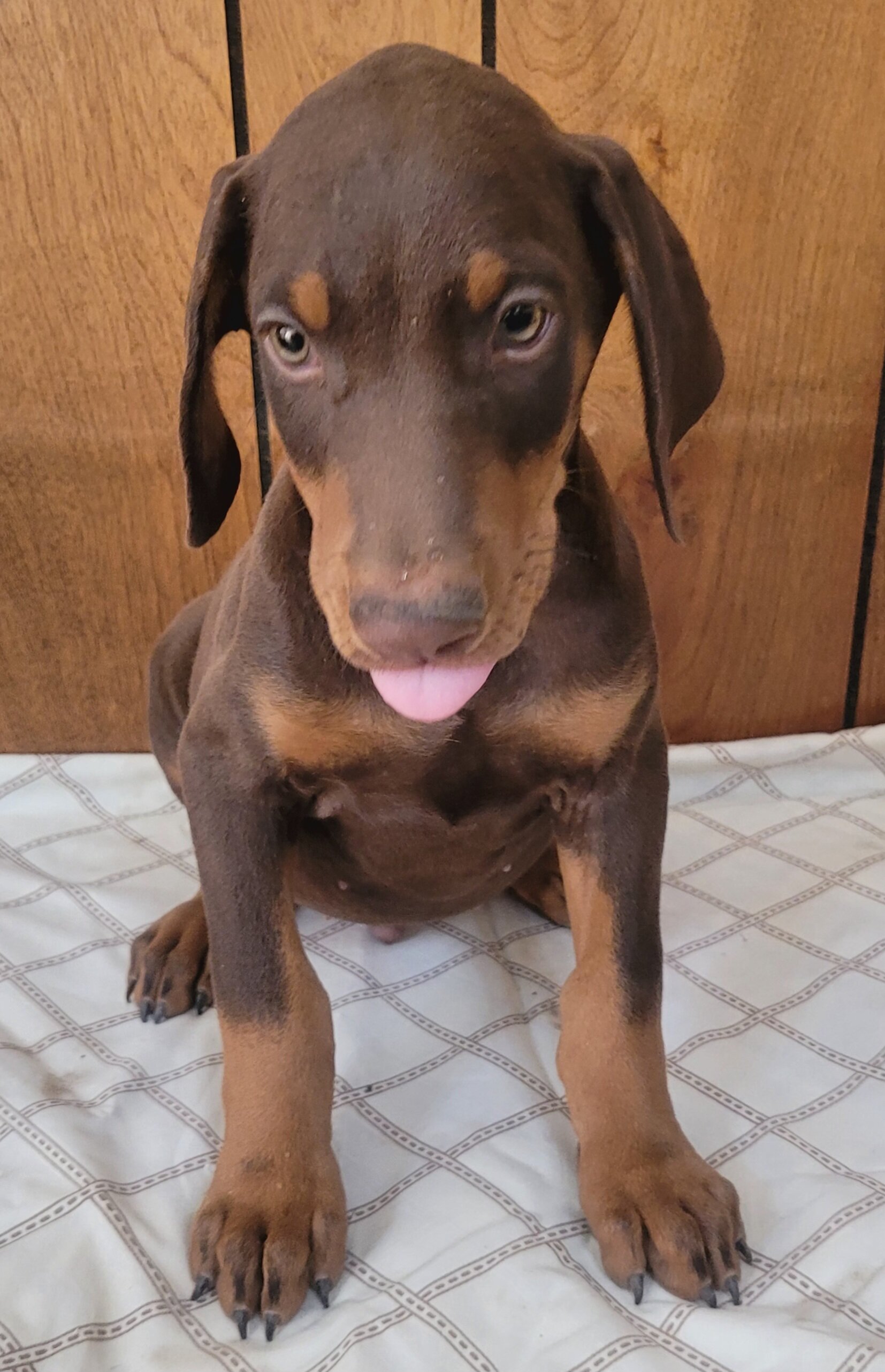 Doberman image 2