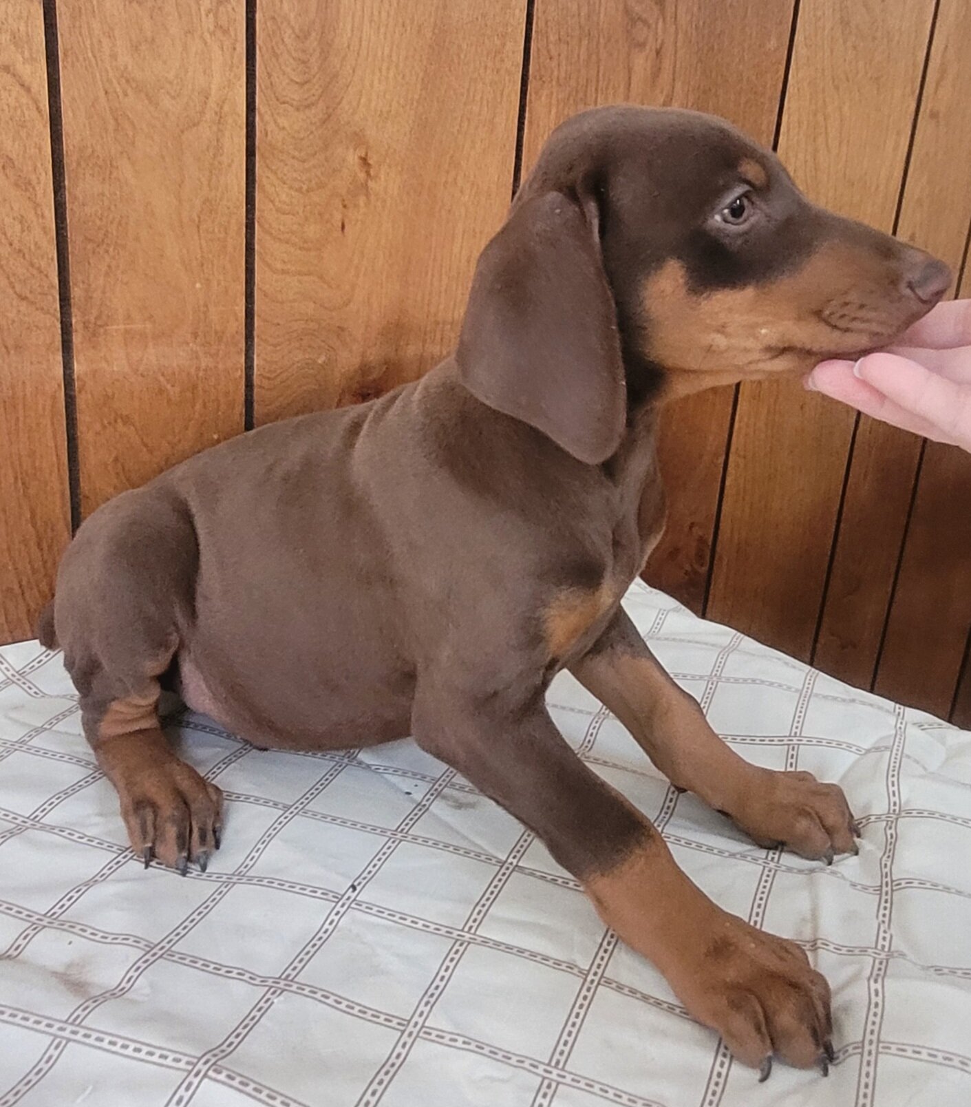 Doberman image 1