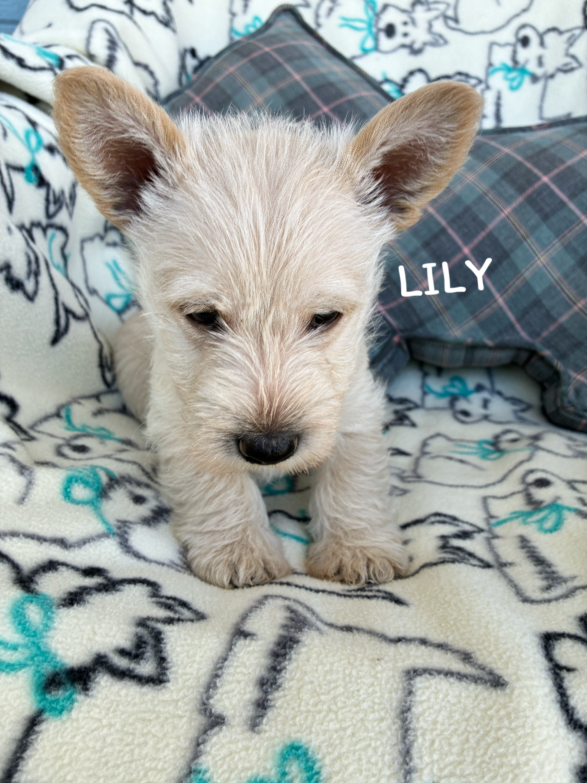 Scottish Terriers image 1