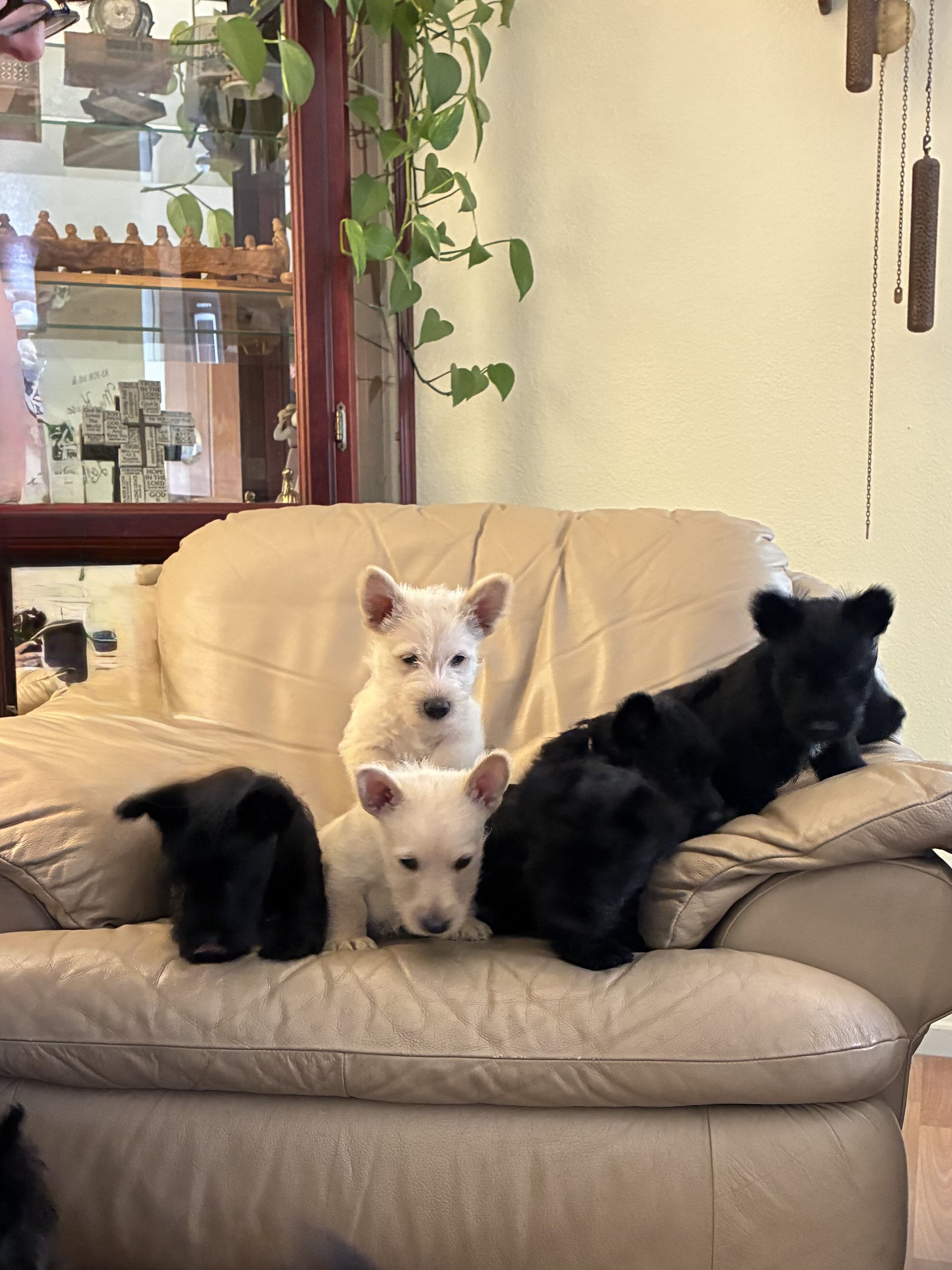 Scottish Terriers image 2