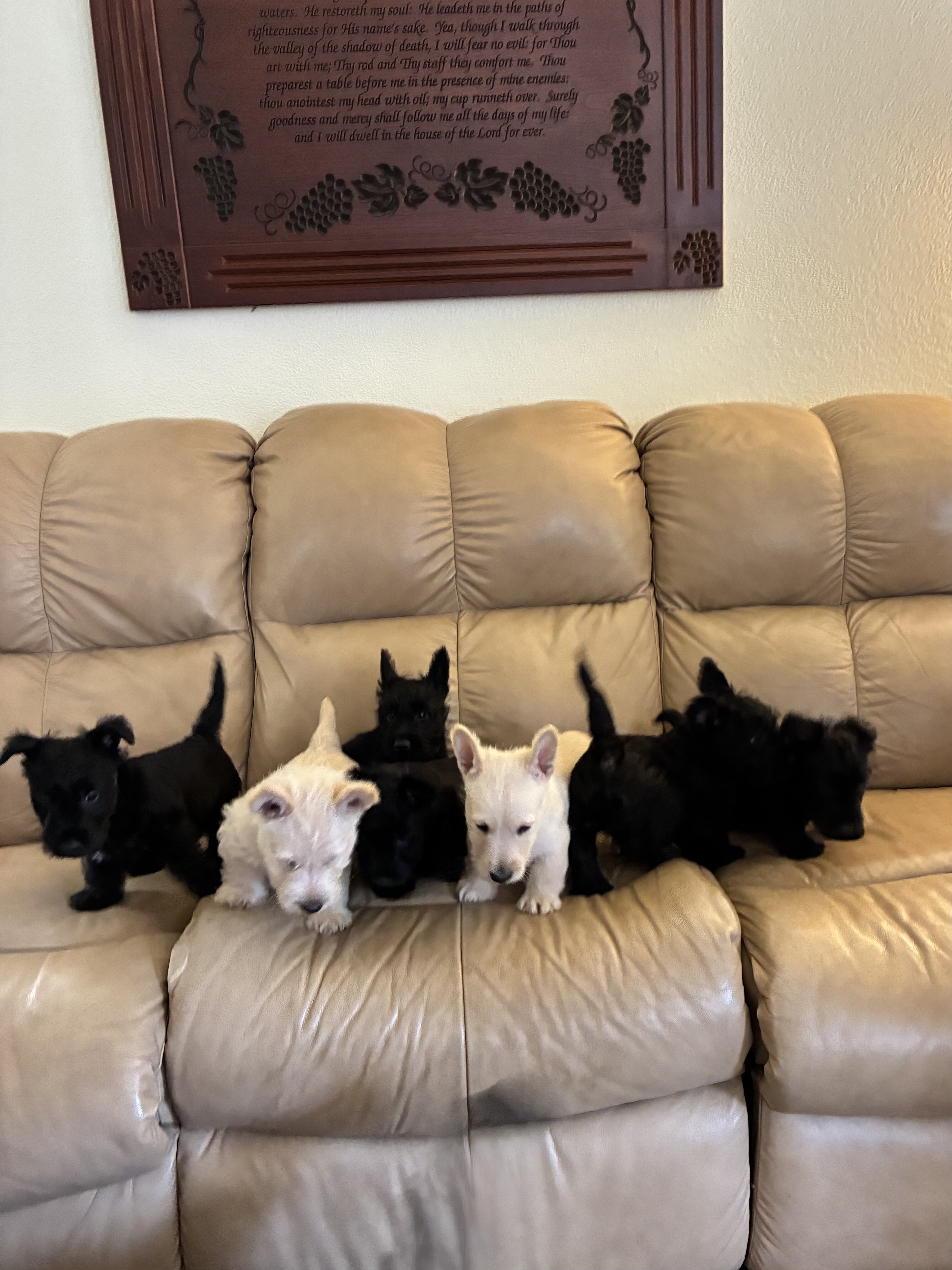 Scottish Terriers image 3