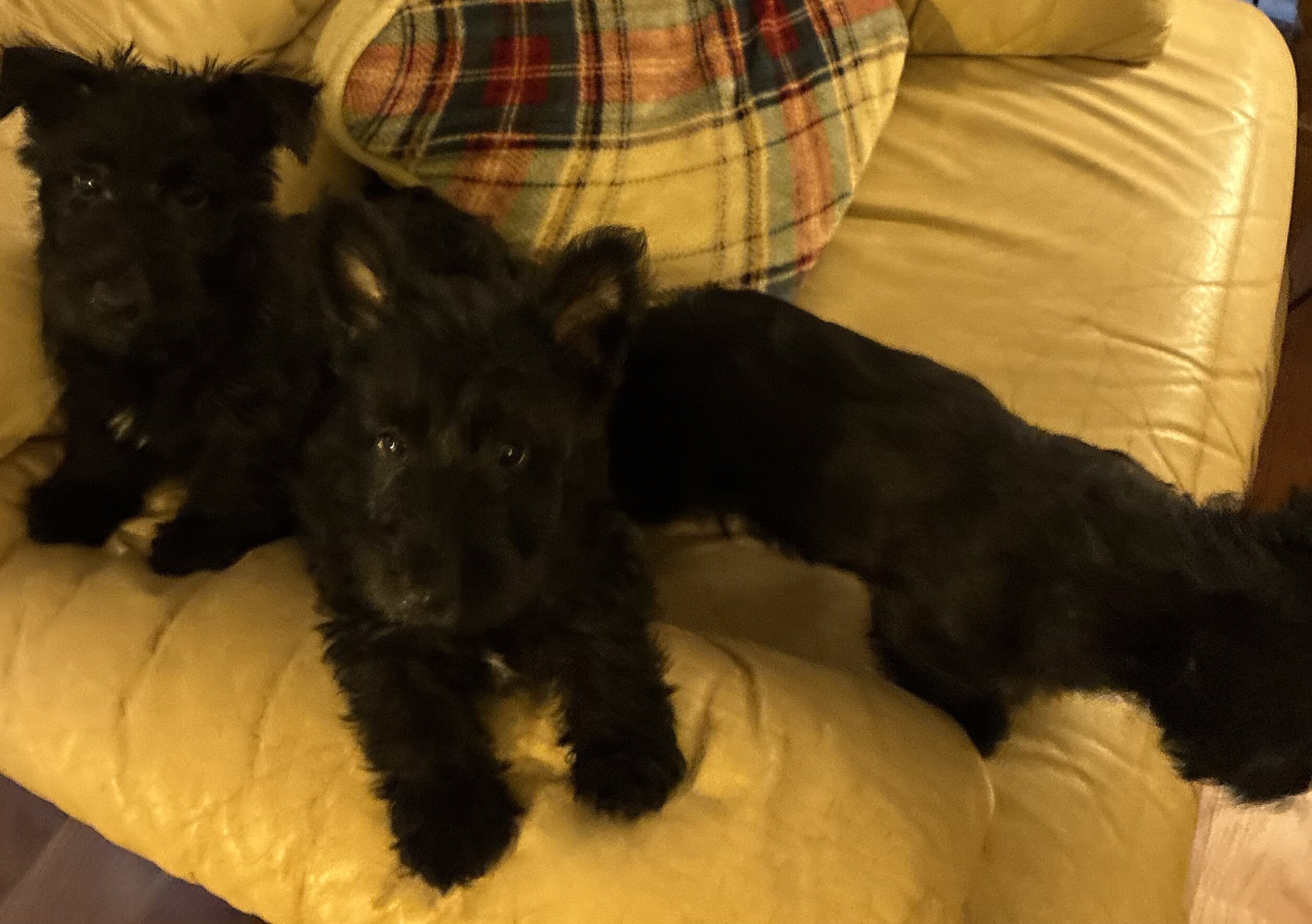 Scottish Terriers image 4
