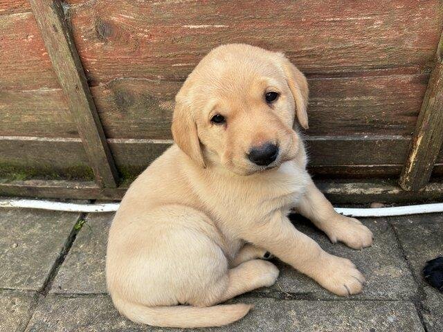 Gorgeous Labrador Retriever puppies. For sale image 5
