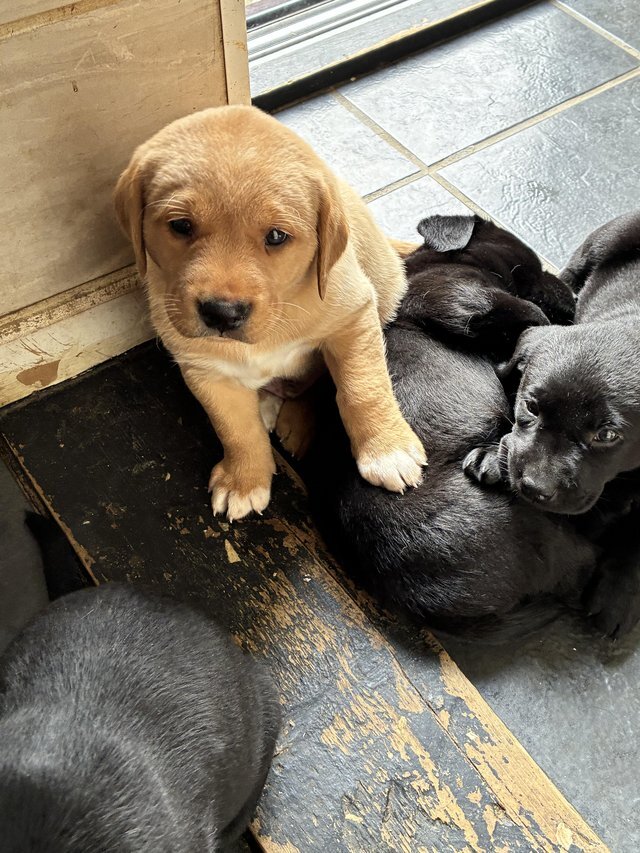 Gorgeous Labrador Retriever puppies. For sale image 2