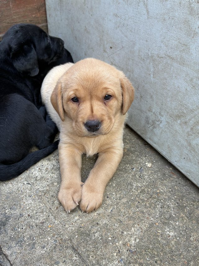 Gorgeous Labrador Retriever puppies. For sale image 4