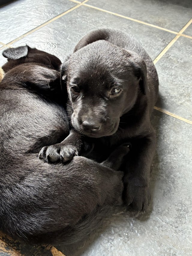 Gorgeous Labrador Retriever puppies. For sale image 1