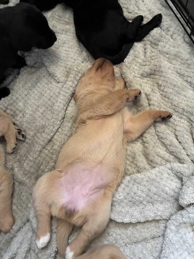 Gorgeous Labrador Retriever puppies. For sale image 3