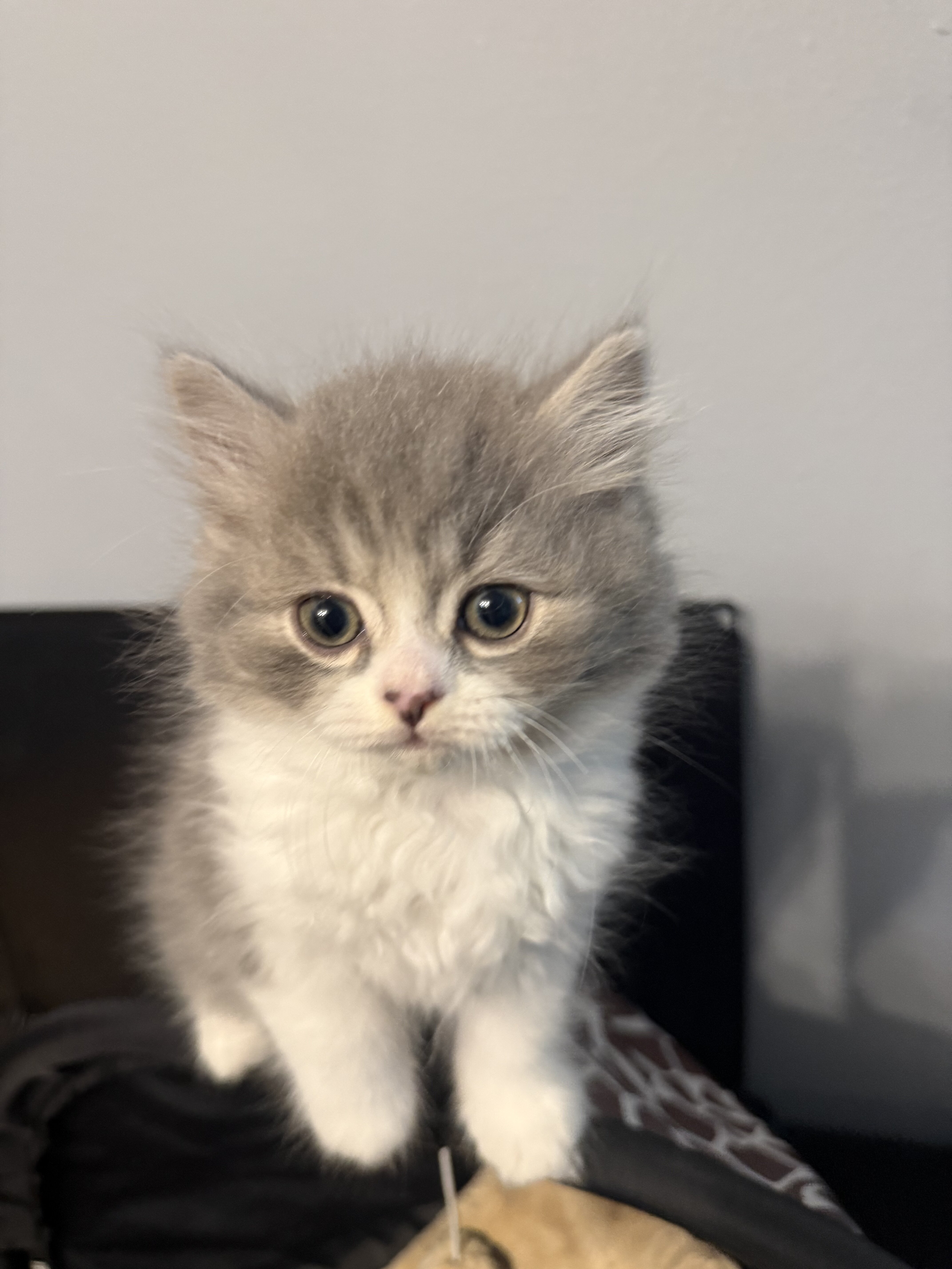 Scottish straight male kitten image 1