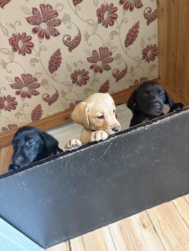 Male and Female 10weeks old Retriever Labrador pup image 2
