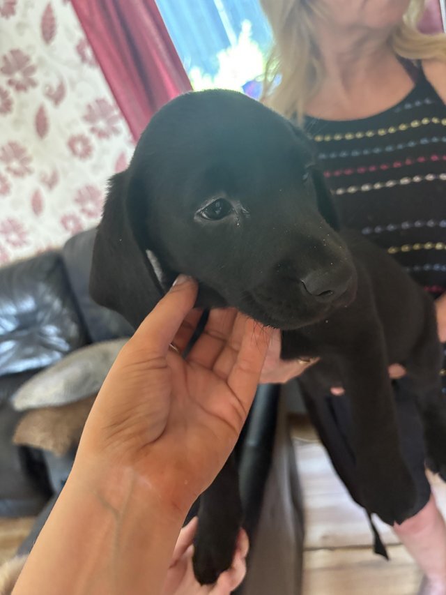 Male and Female 10weeks old Retriever Labrador pup image 1