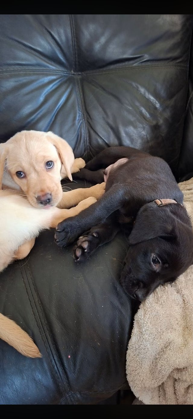 Male and Female 10weeks old Retriever Labrador pup image 4