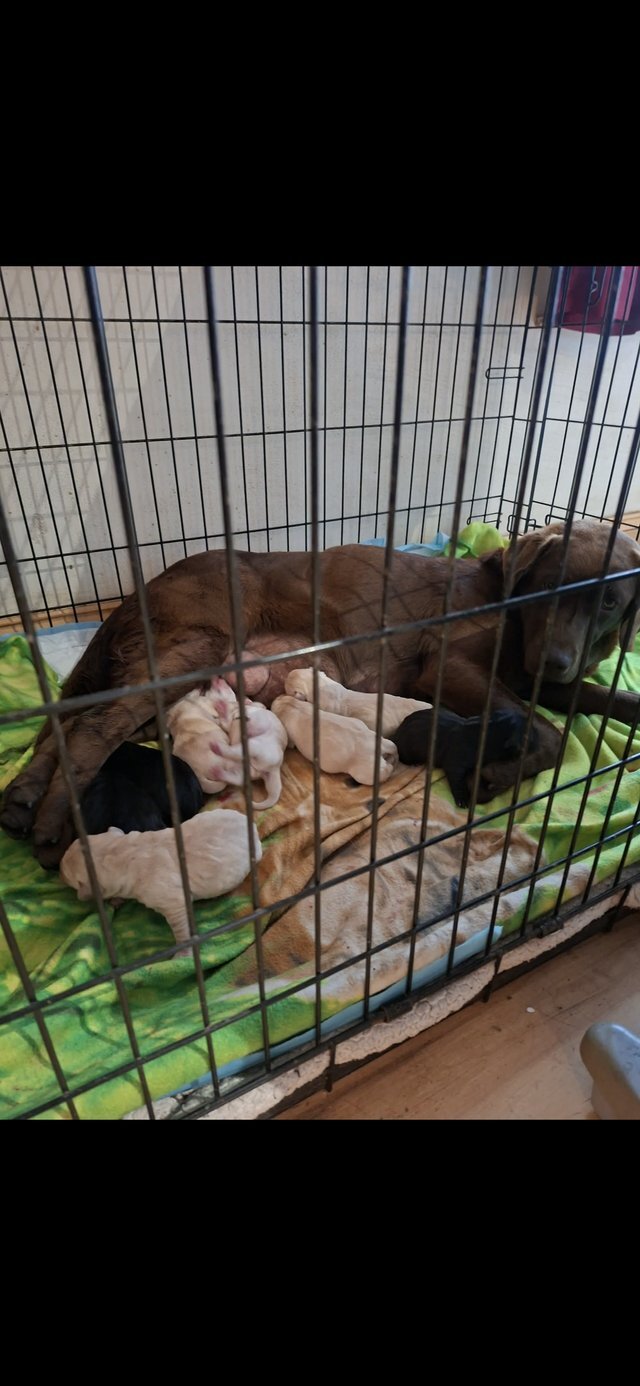 Male and Female 10weeks old Retriever Labrador pup image 3
