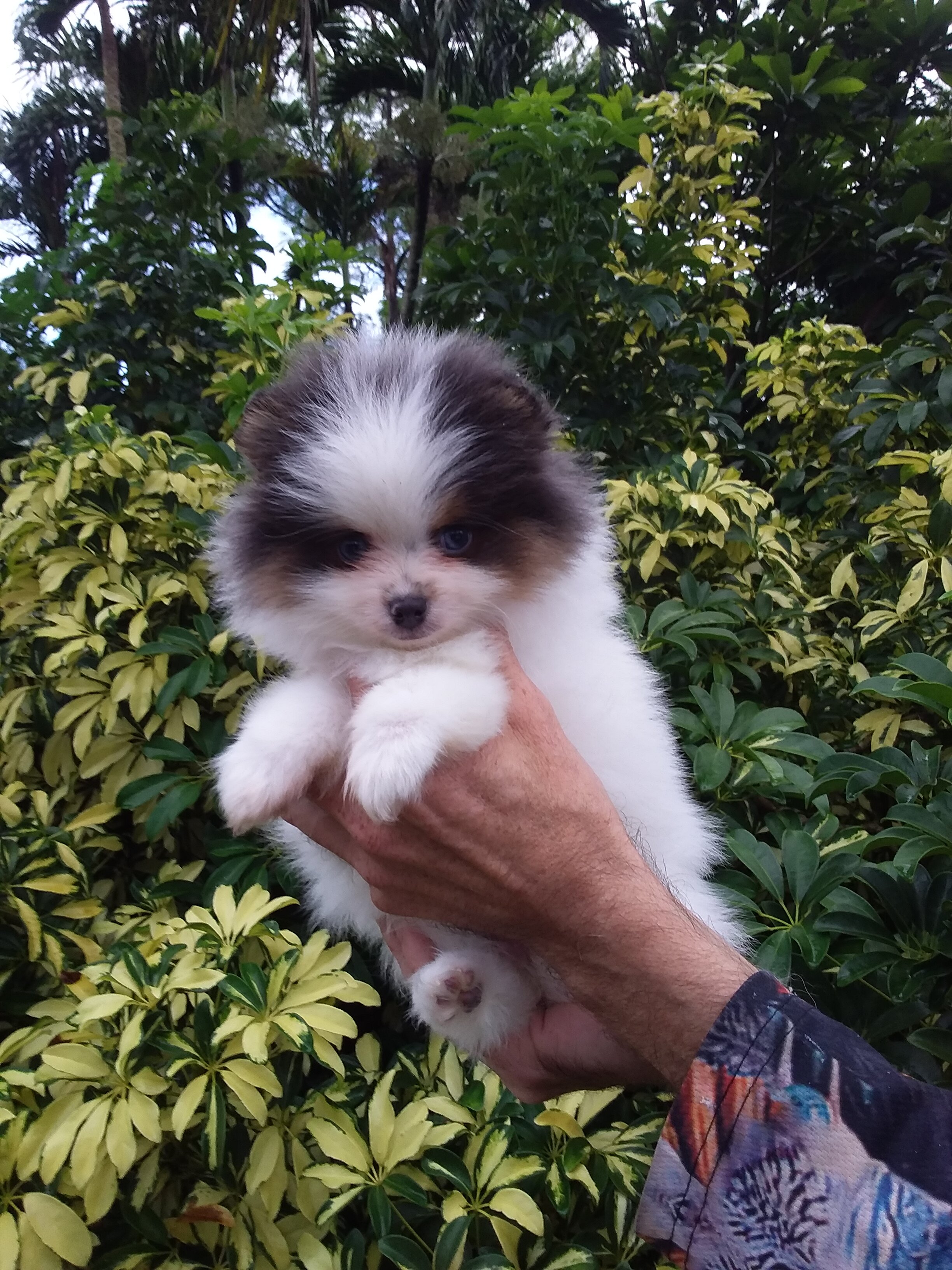 Teddy Bear Pomeranian Puppy Male , blue eyes image 8