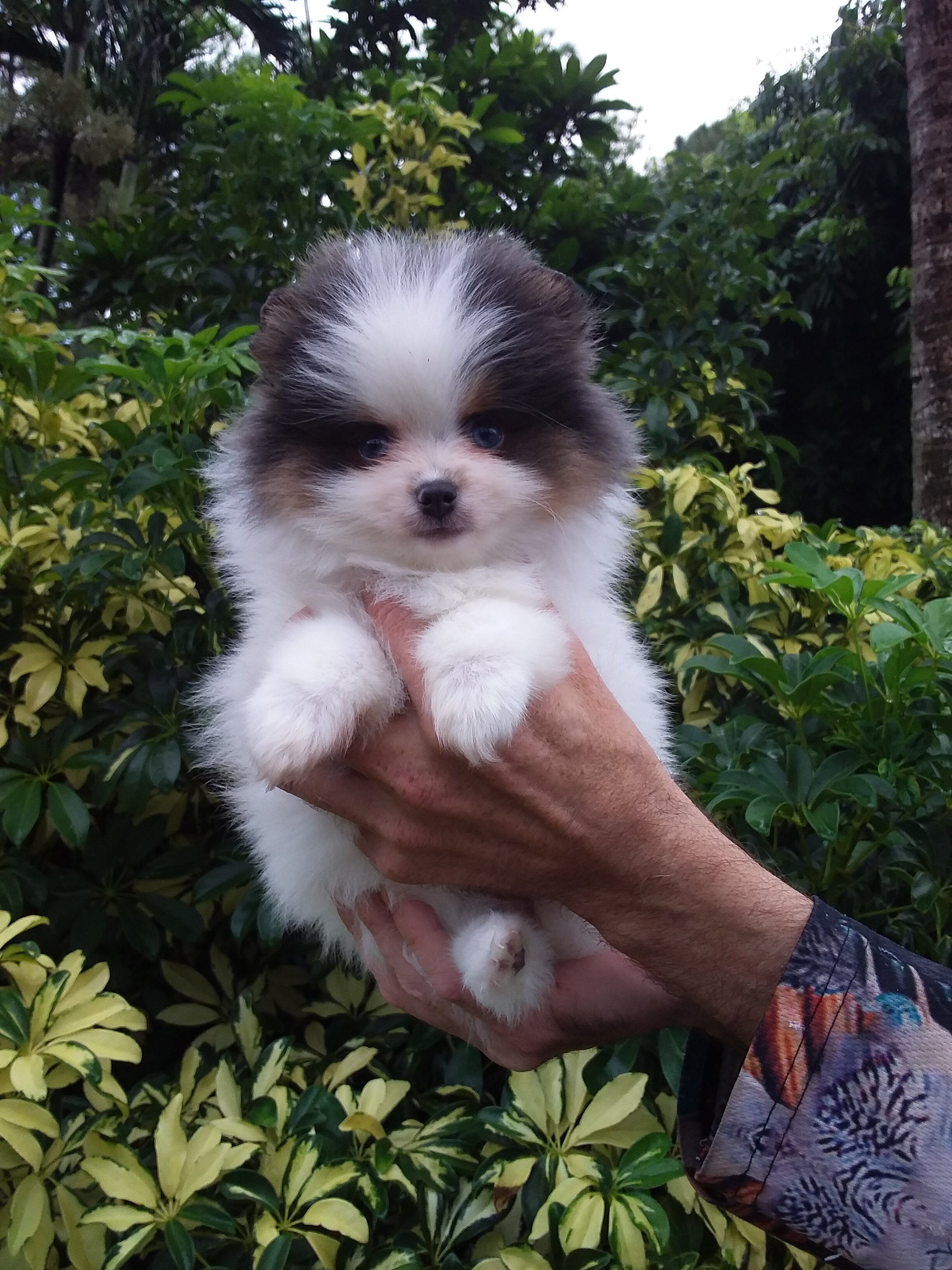 Teddy Bear Pomeranian Puppy Male , blue eyes image 7