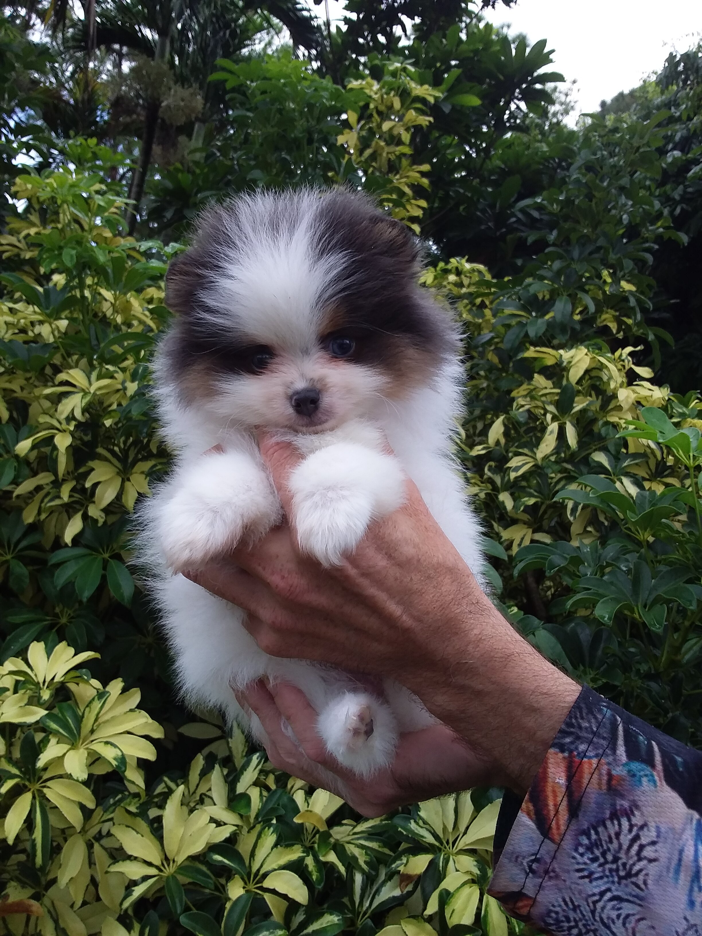 Teddy Bear Pomeranian Puppy Male , blue eyes image 6