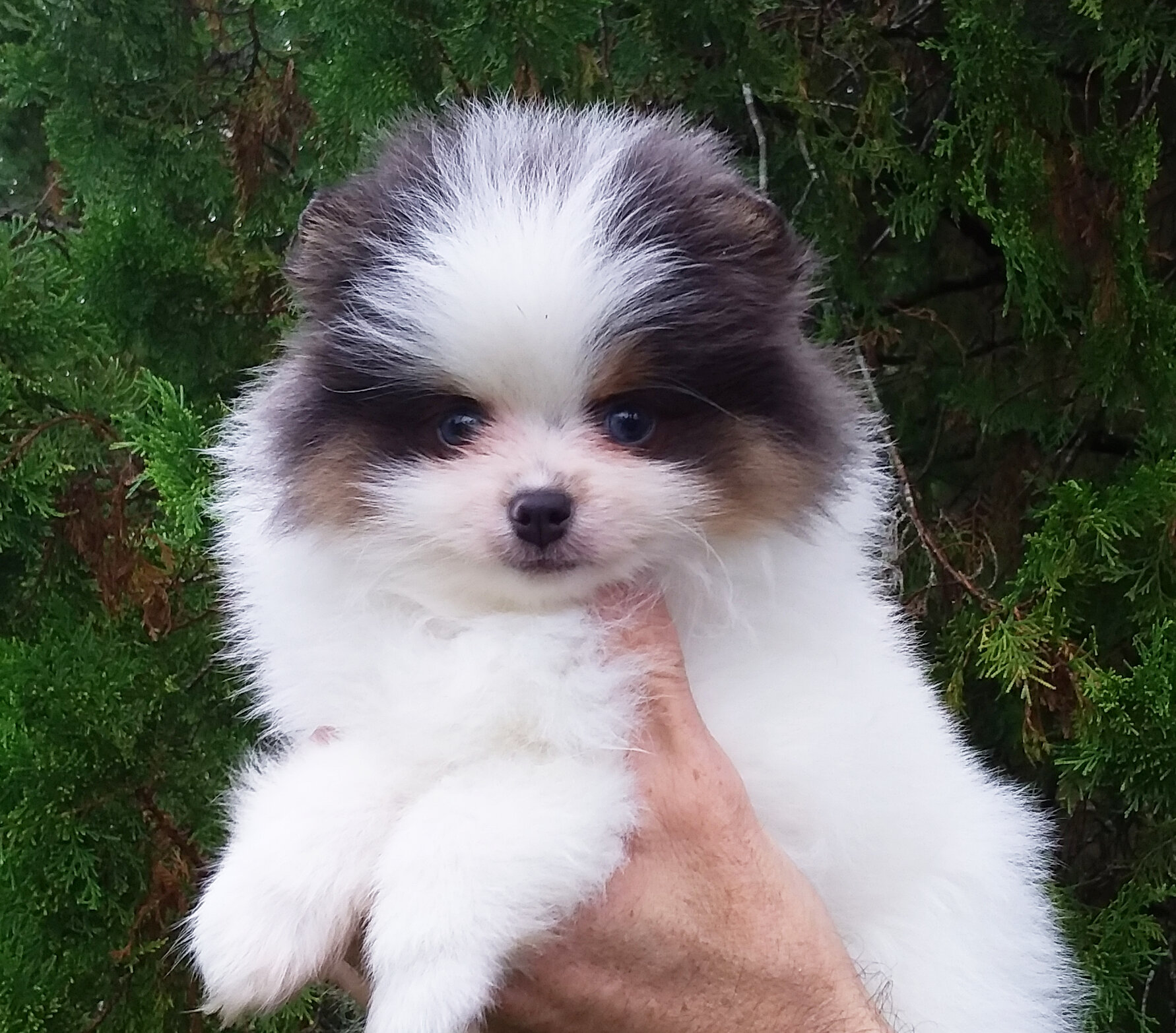 Teddy Bear Pomeranian Puppy Male , blue eyes image 1