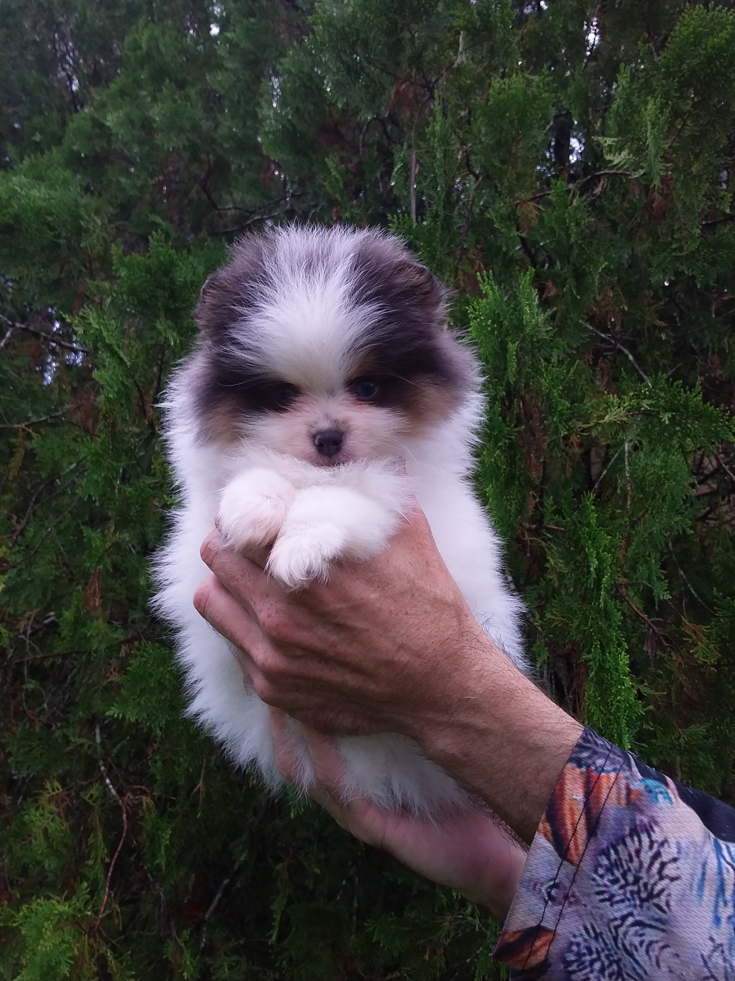 Teddy Bear Pomeranian Puppy Male , blue eyes image 4
