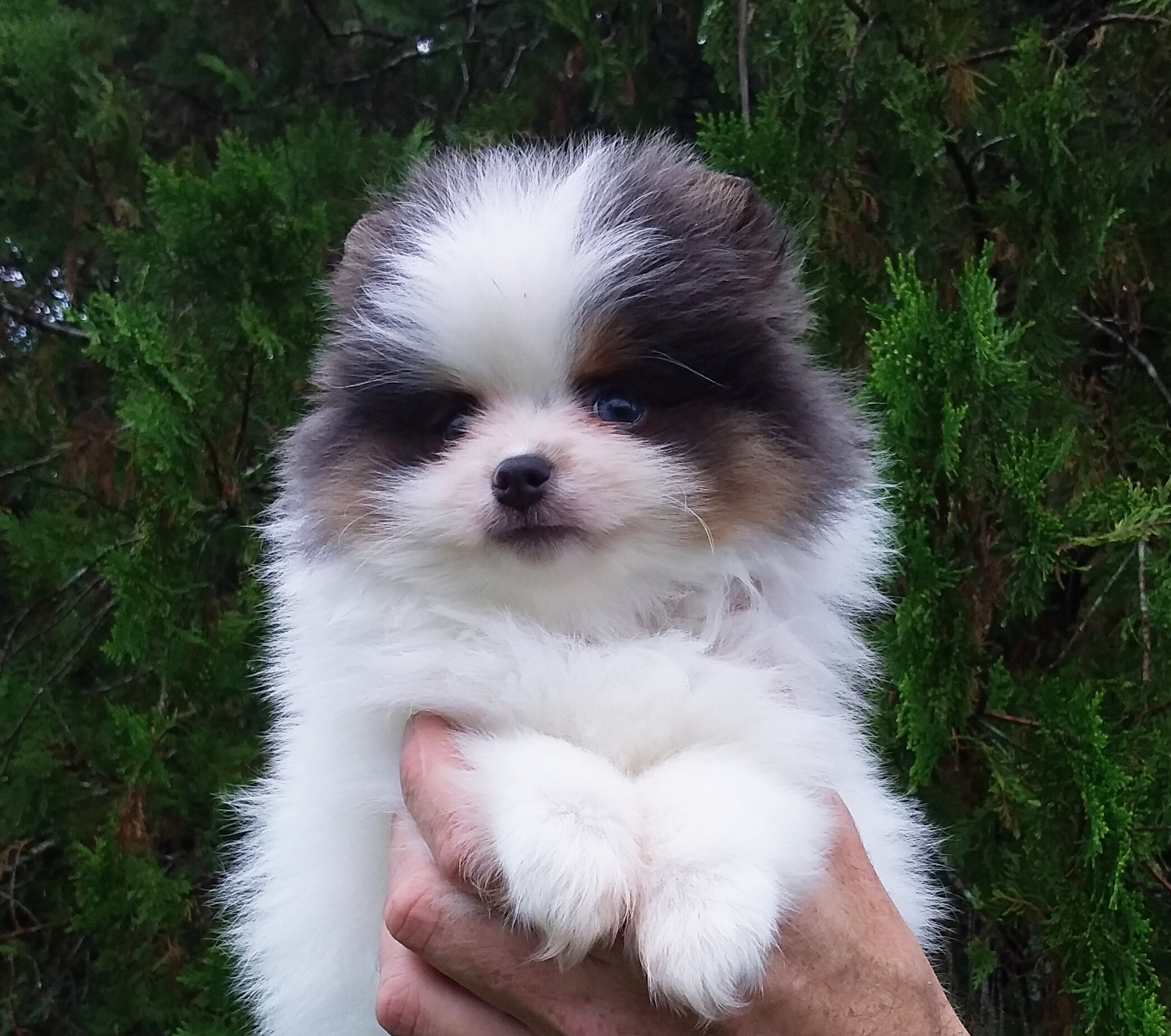 Teddy Bear Pomeranian Puppy Male , blue eyes image 2