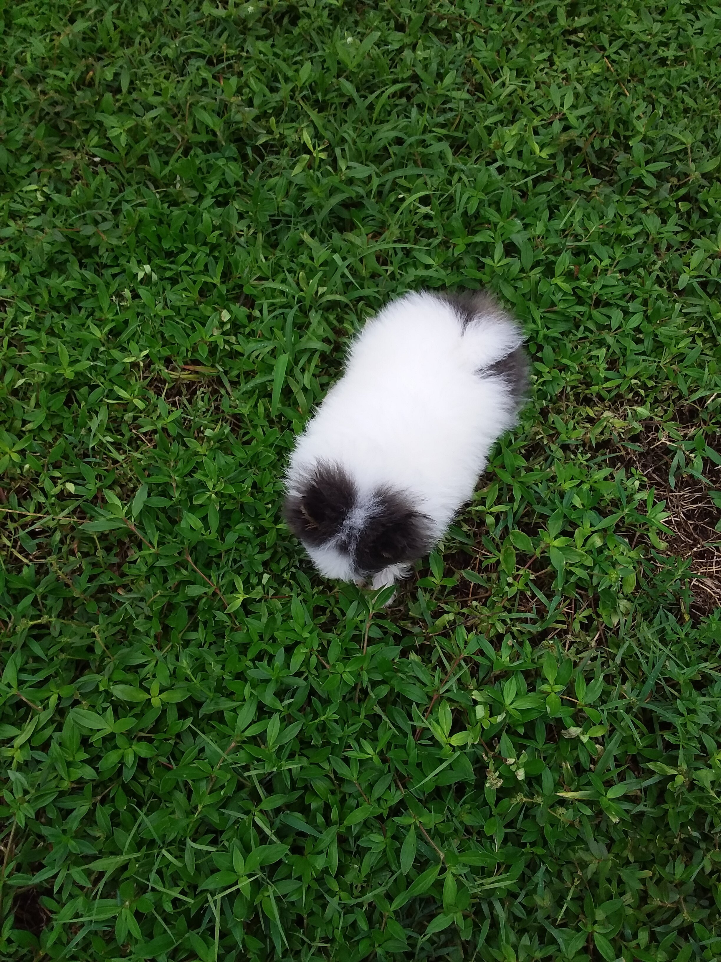 Teddy Bear Pomeranian Puppy Male , blue eyes image 3