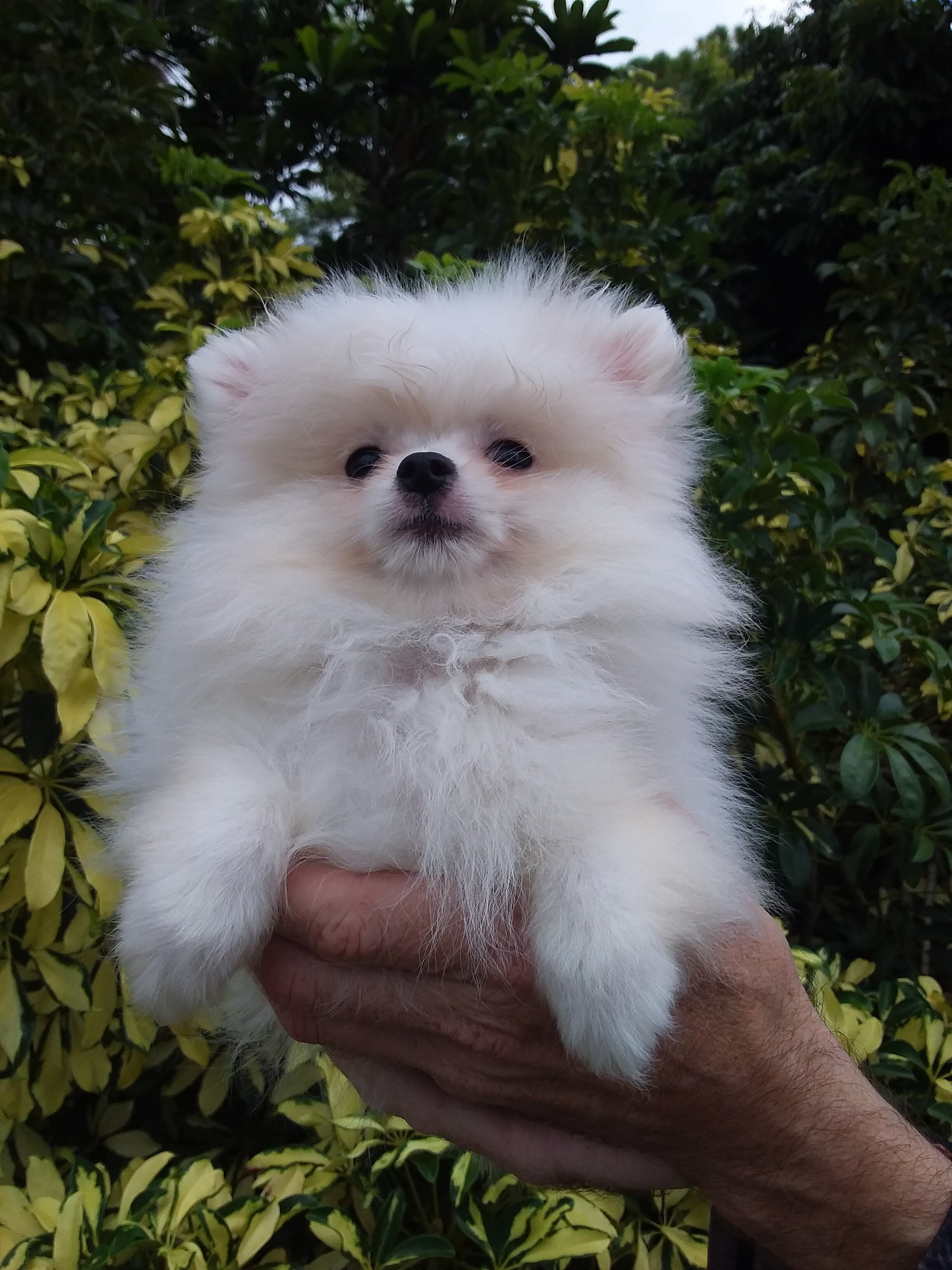 Snow  white  tiny Pomeranian puppy Female image 8