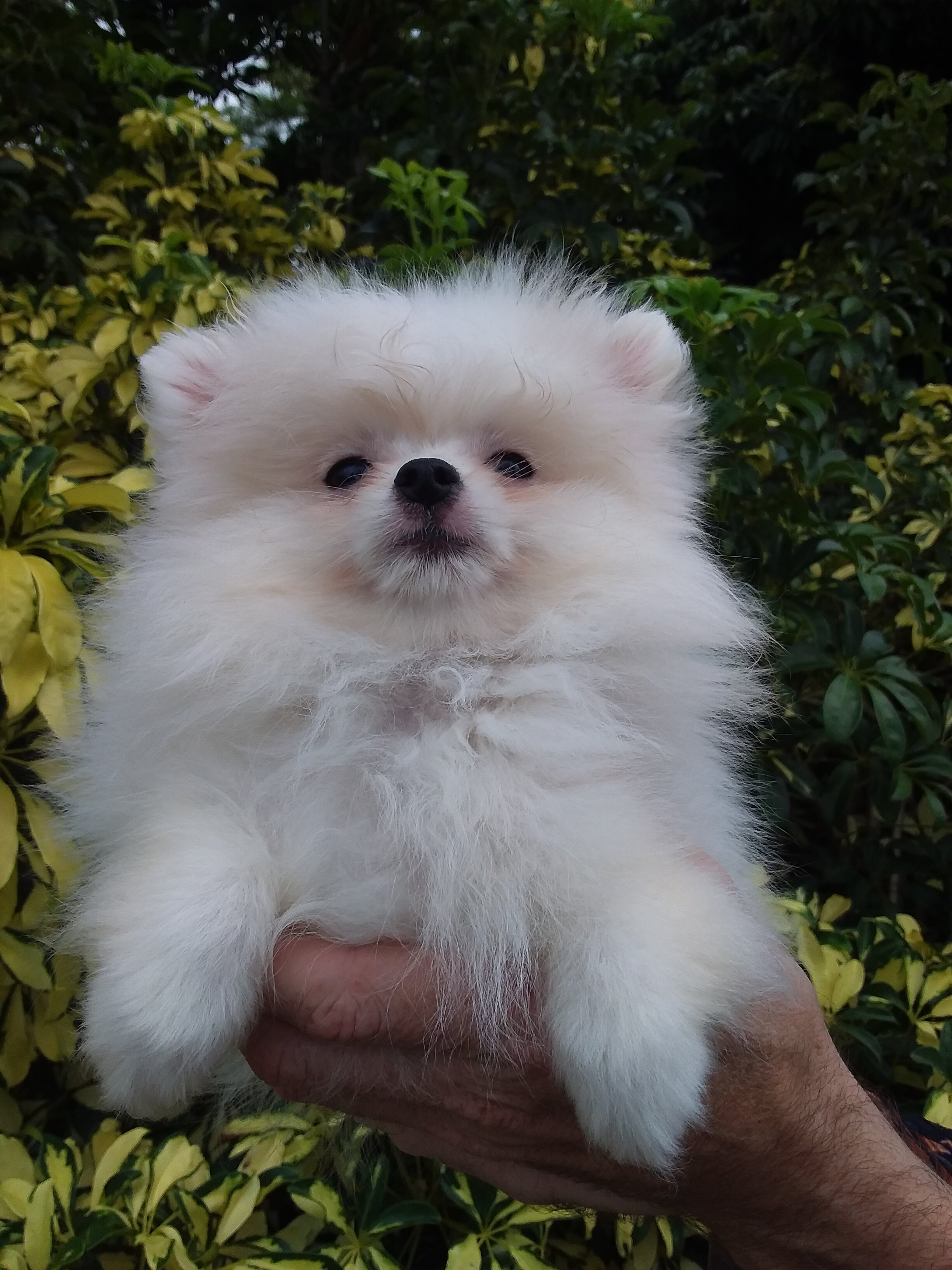 Snow  white  tiny Pomeranian puppy Female image 7