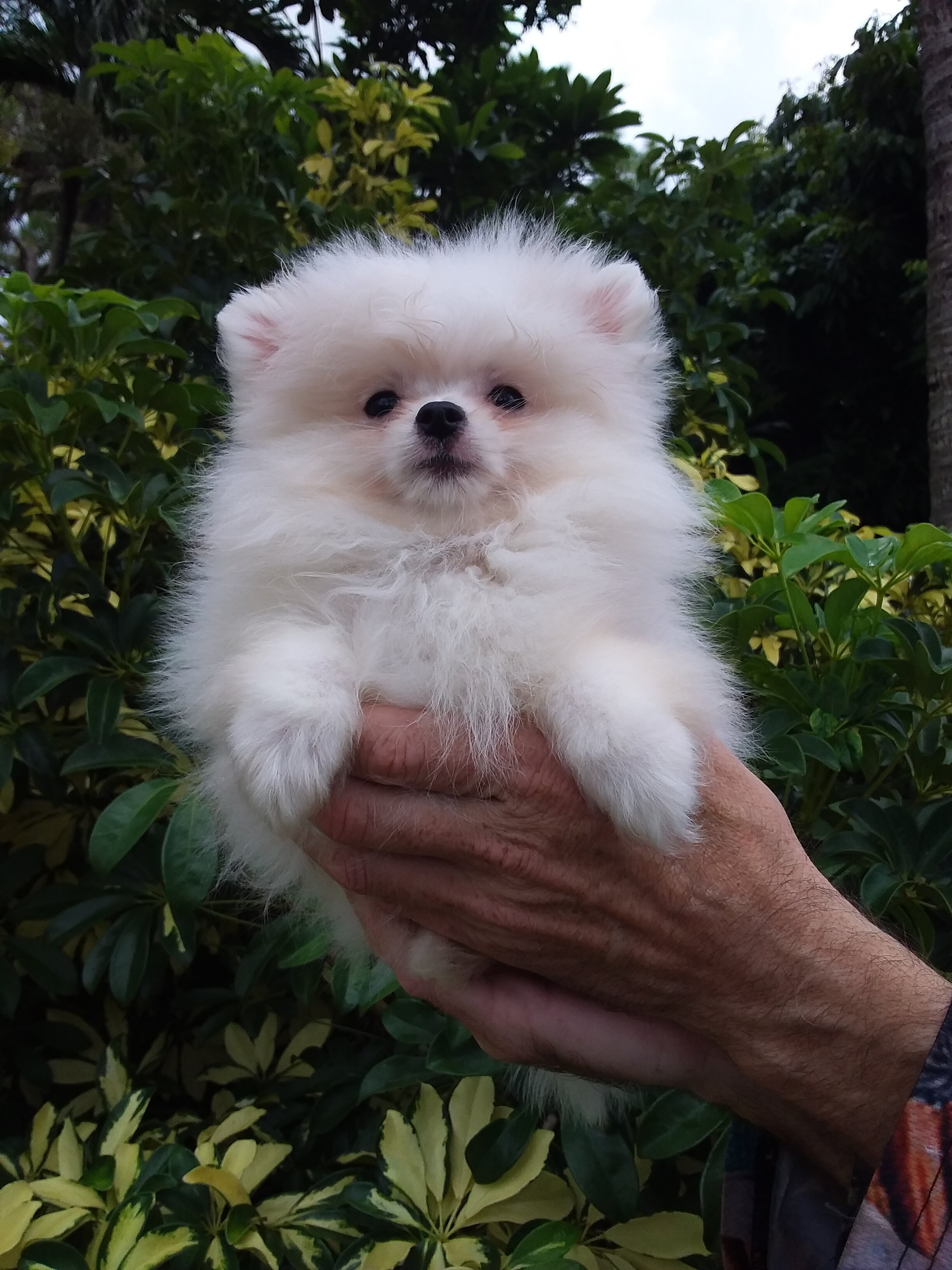 Snow  white  tiny Pomeranian puppy Female image 6