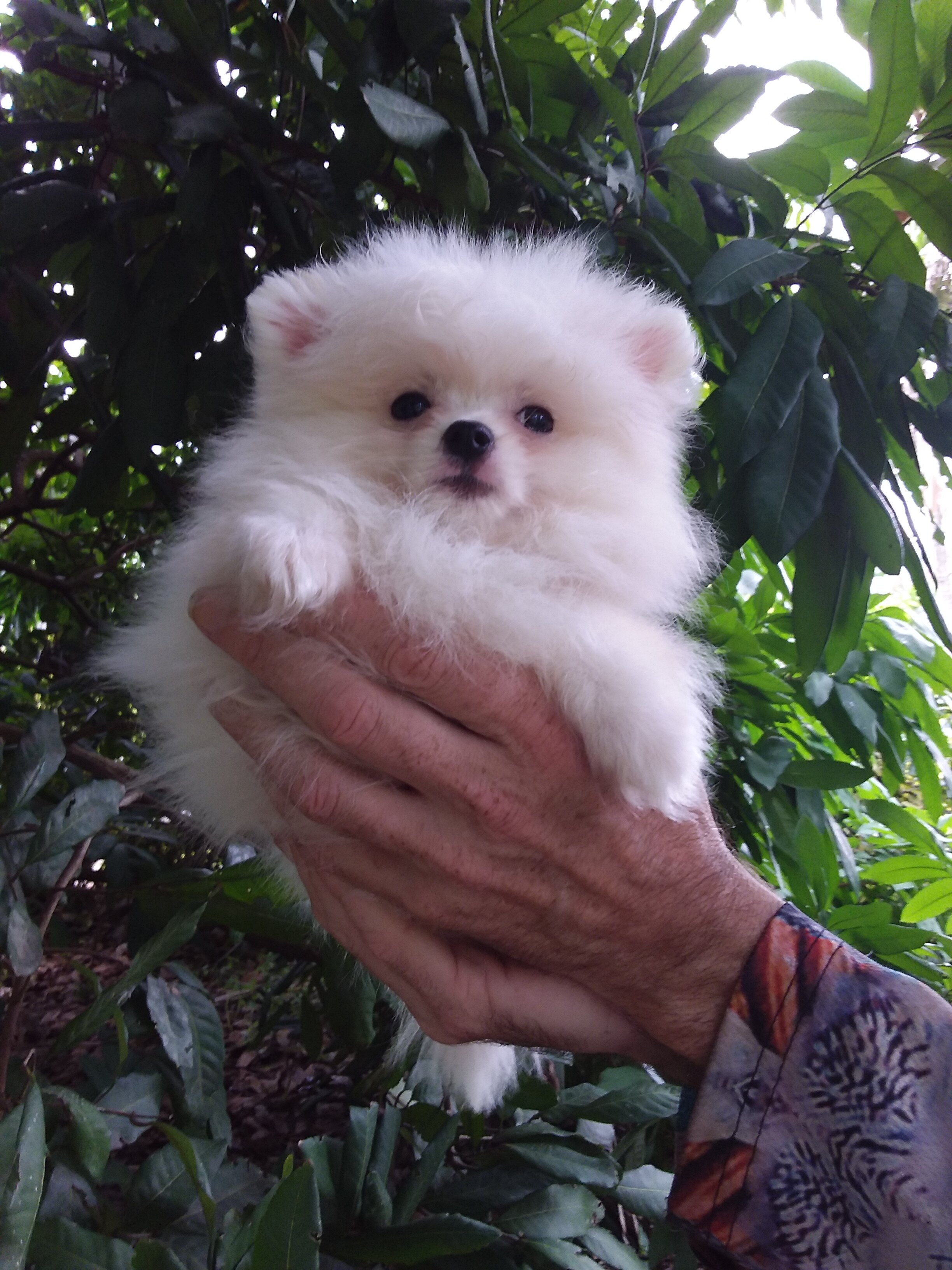 Snow  white  tiny Pomeranian puppy Female image 5