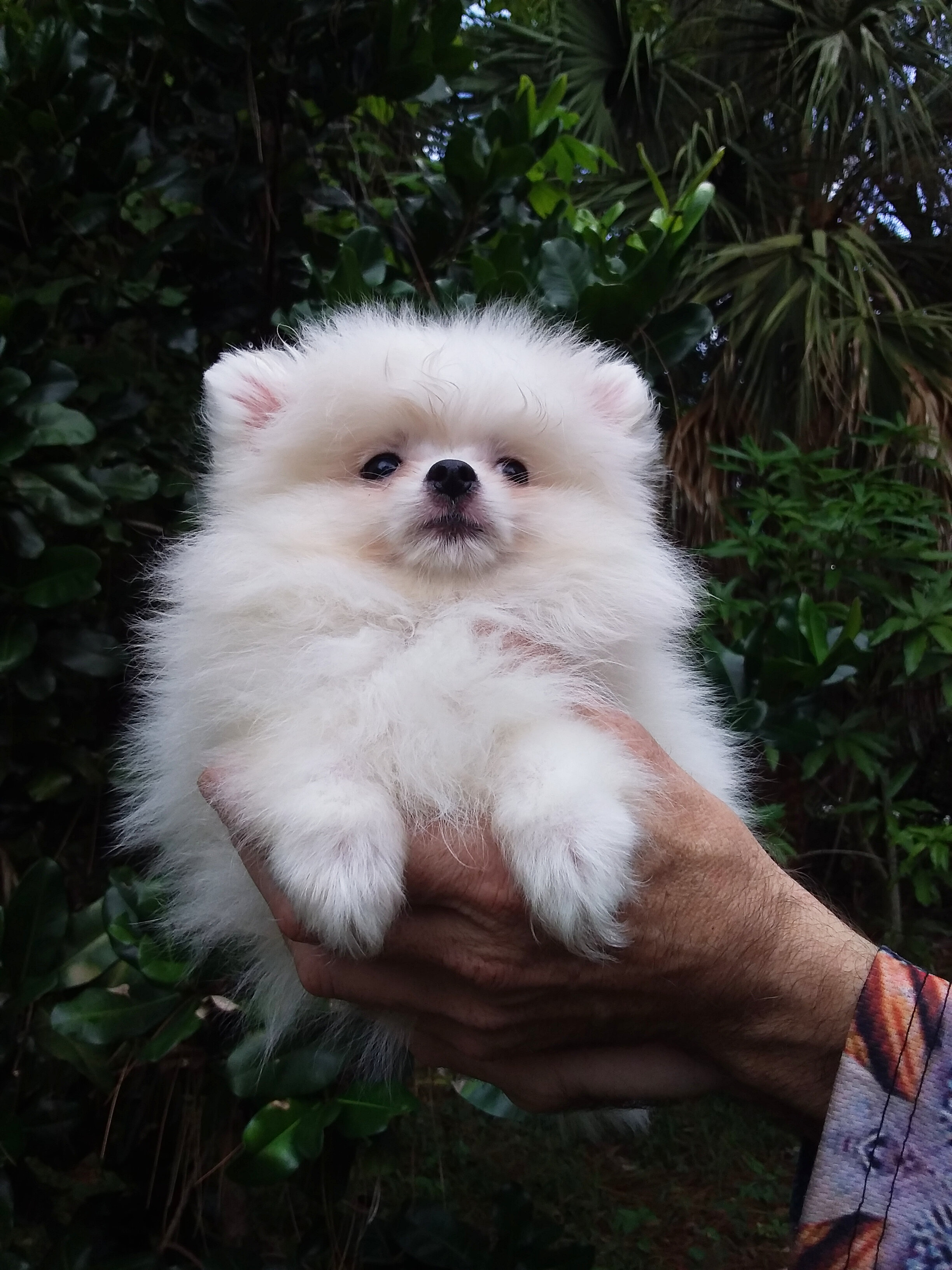 Snow  white  tiny Pomeranian puppy Female image 1