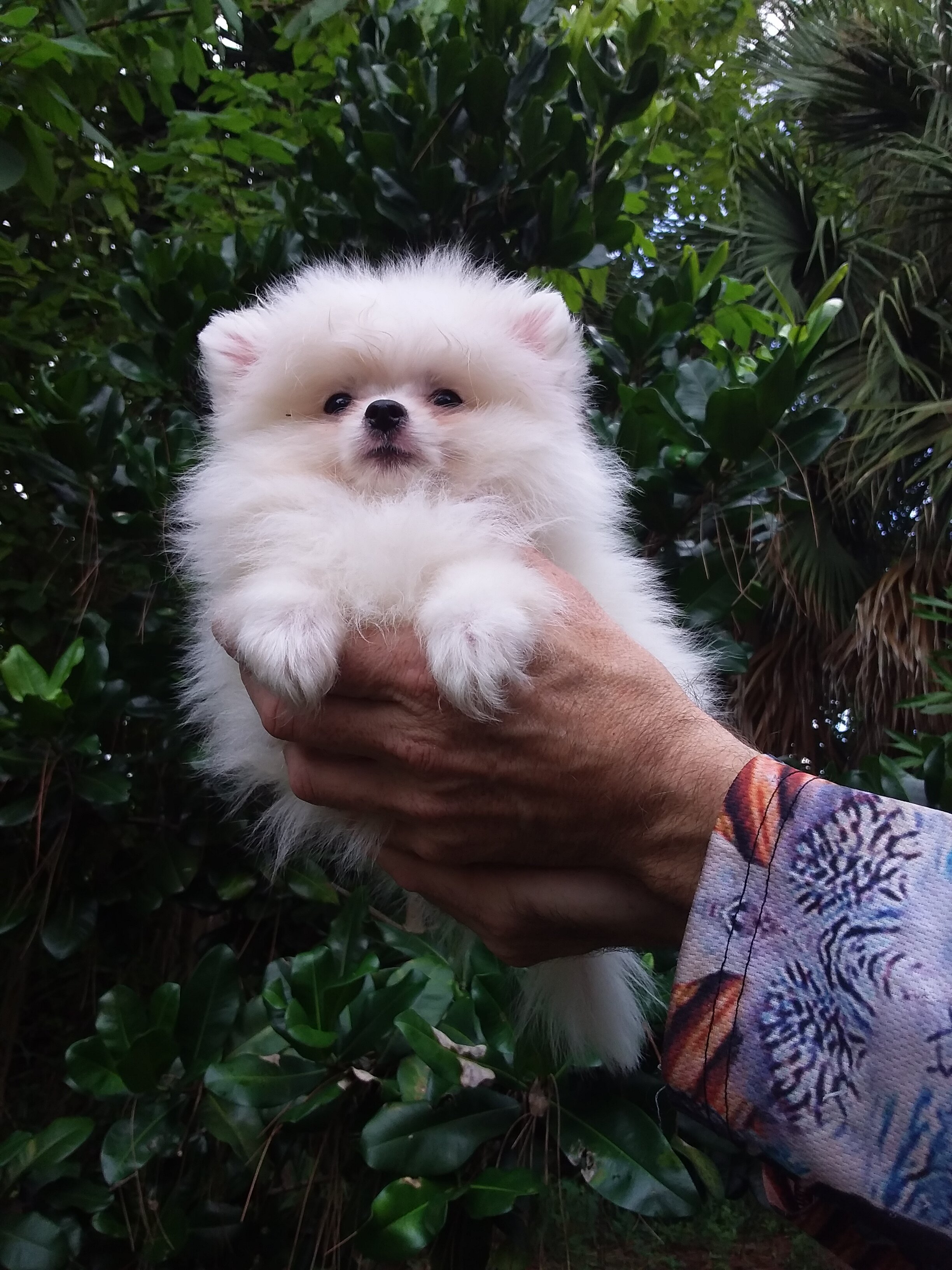 Snow  white  tiny Pomeranian puppy Female image 4