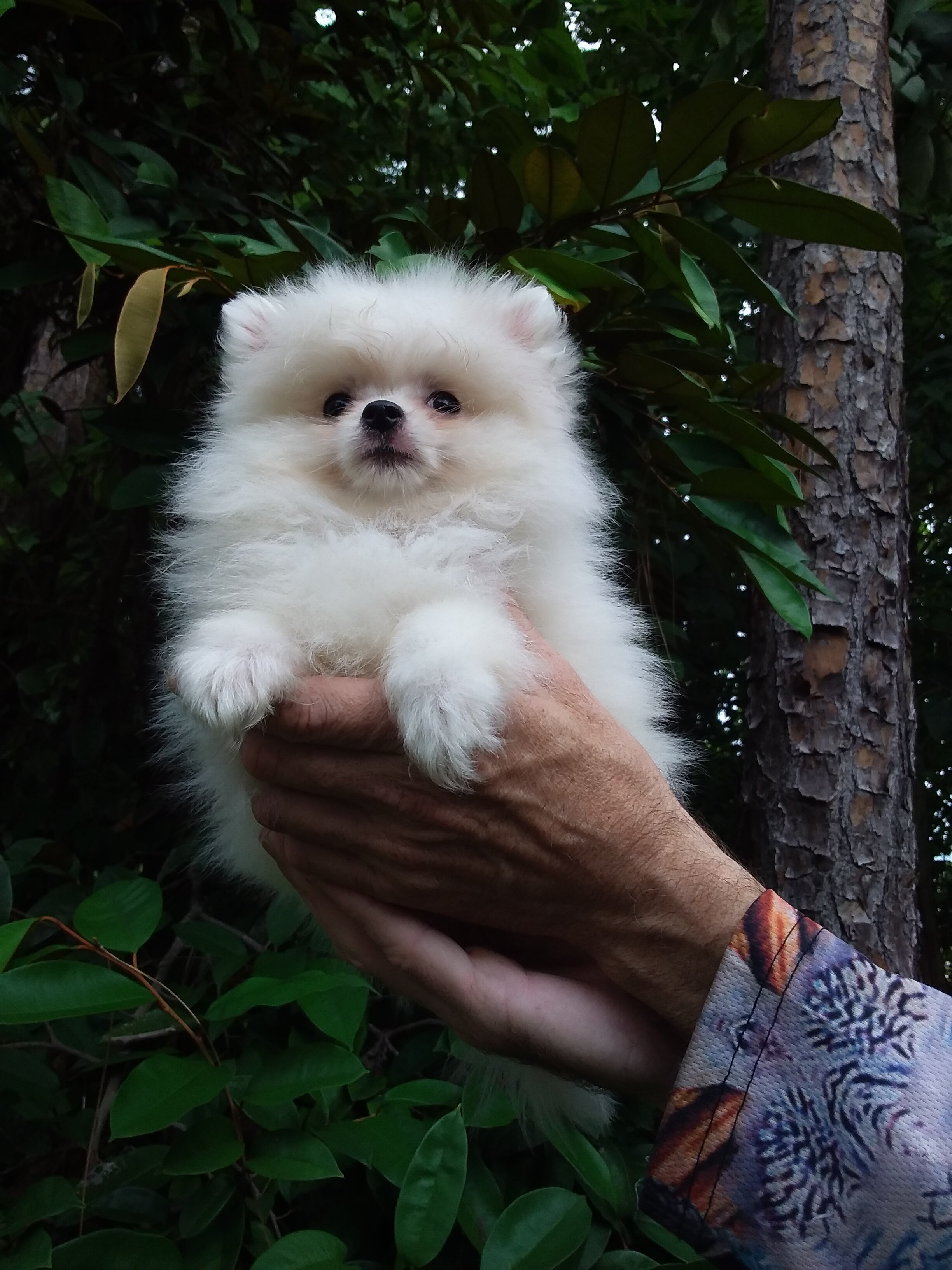 Snow  white  tiny Pomeranian puppy Female image 3