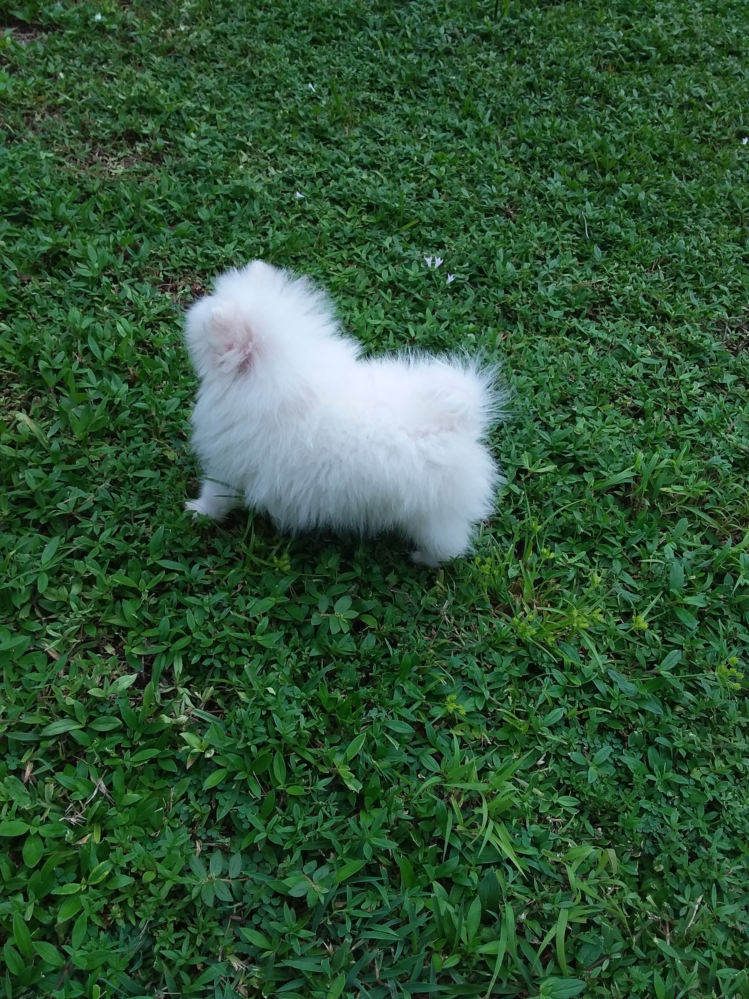 Snow  white  tiny Pomeranian puppy Female image 2