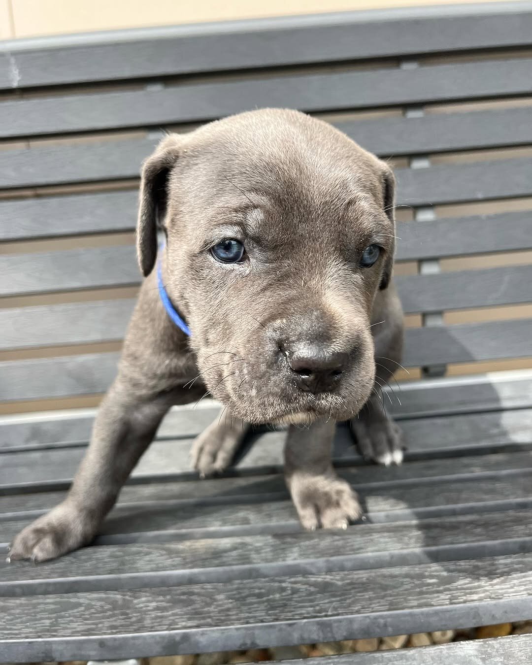 Cane corso image 1