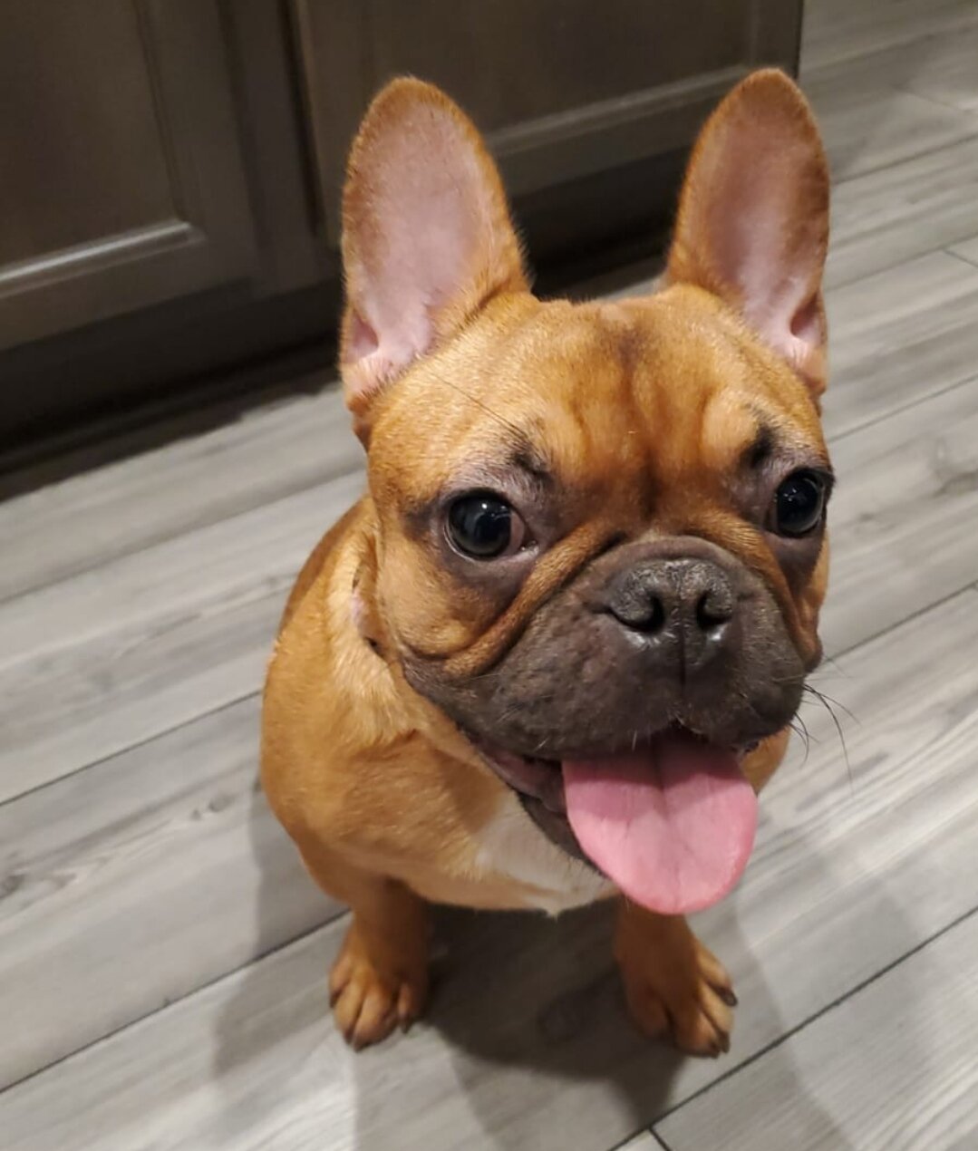 Female frenchie image 2